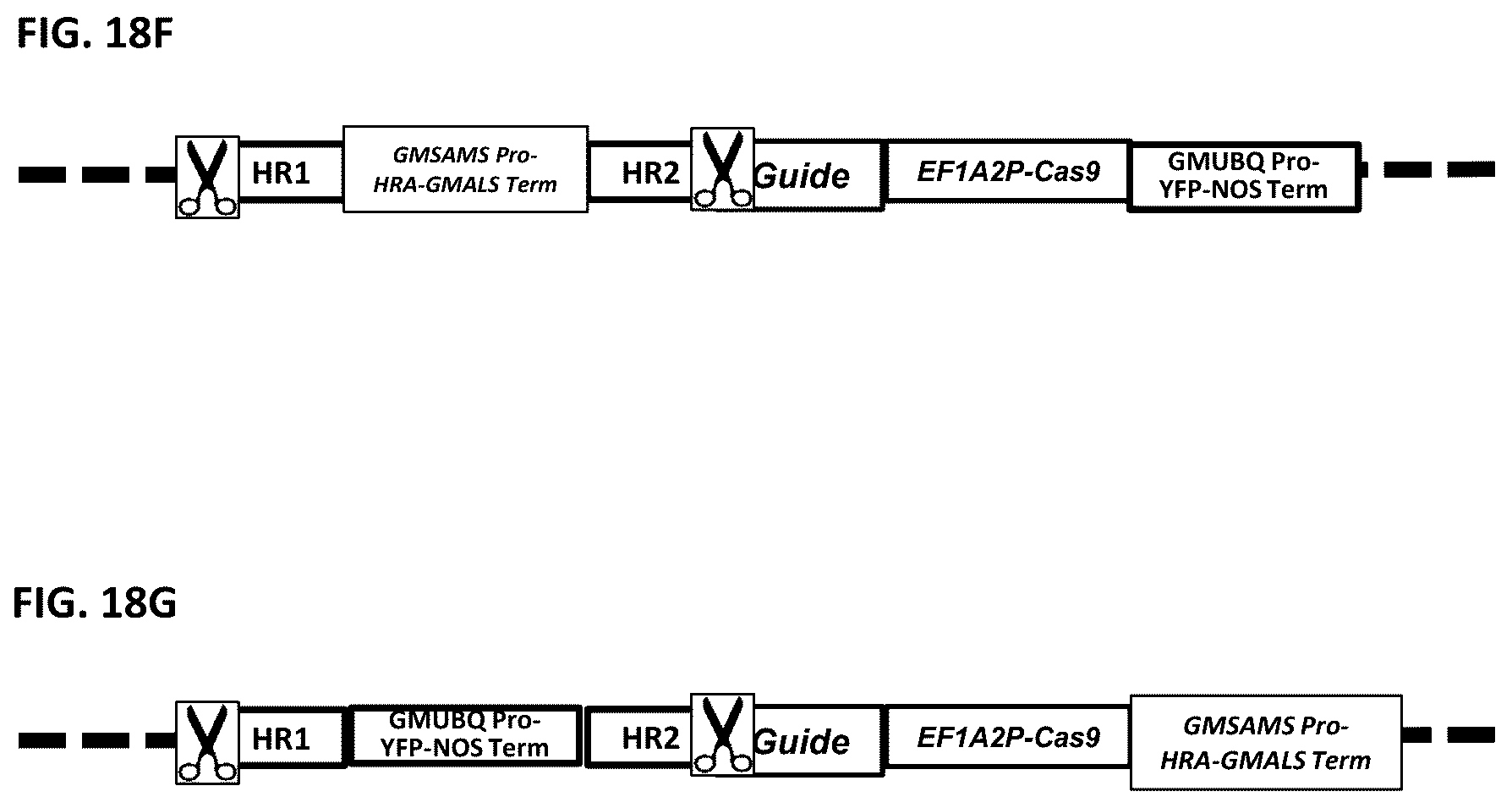 Patent US12378565 Figure 20 – Methods and compositions for homology directed repair of double strand breaks in plant cell genomes