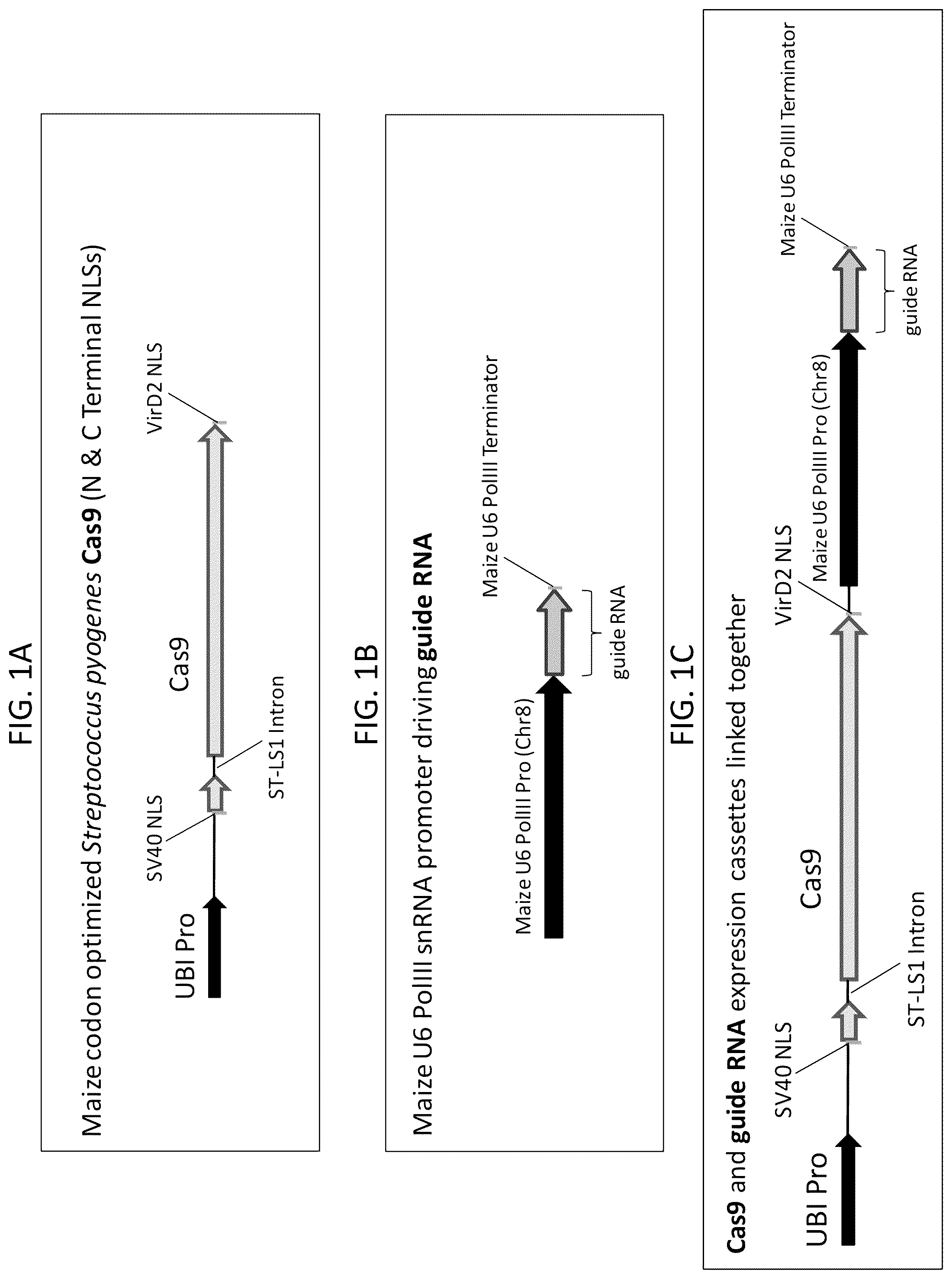 Patent US12378566 Figure 1 – Plant genome modification using guide RNA/Cas endonuclease systems and methods of use
