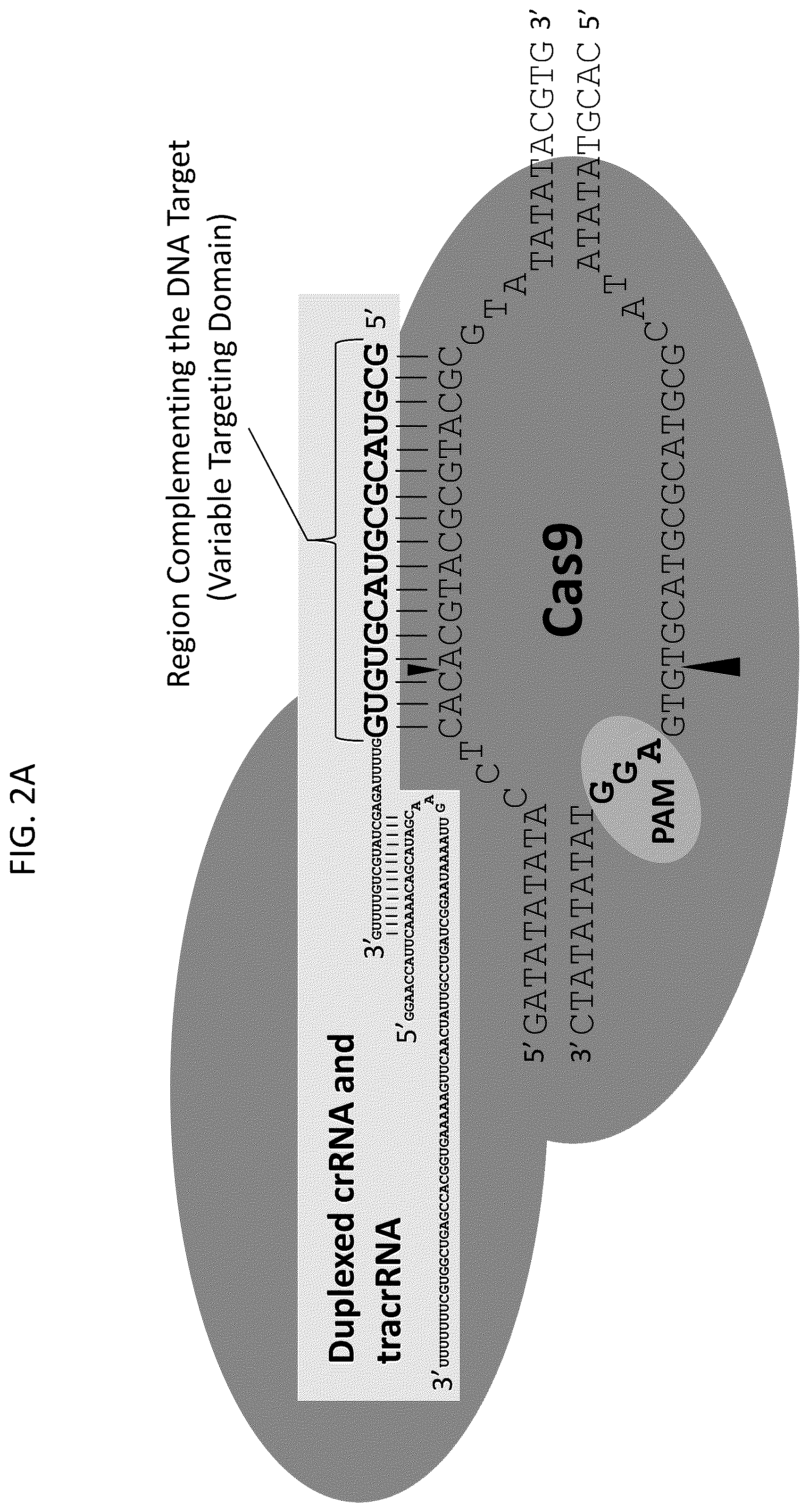 Patent US12378566 Figure 2 – Plant genome modification using guide RNA/Cas endonuclease systems and methods of use