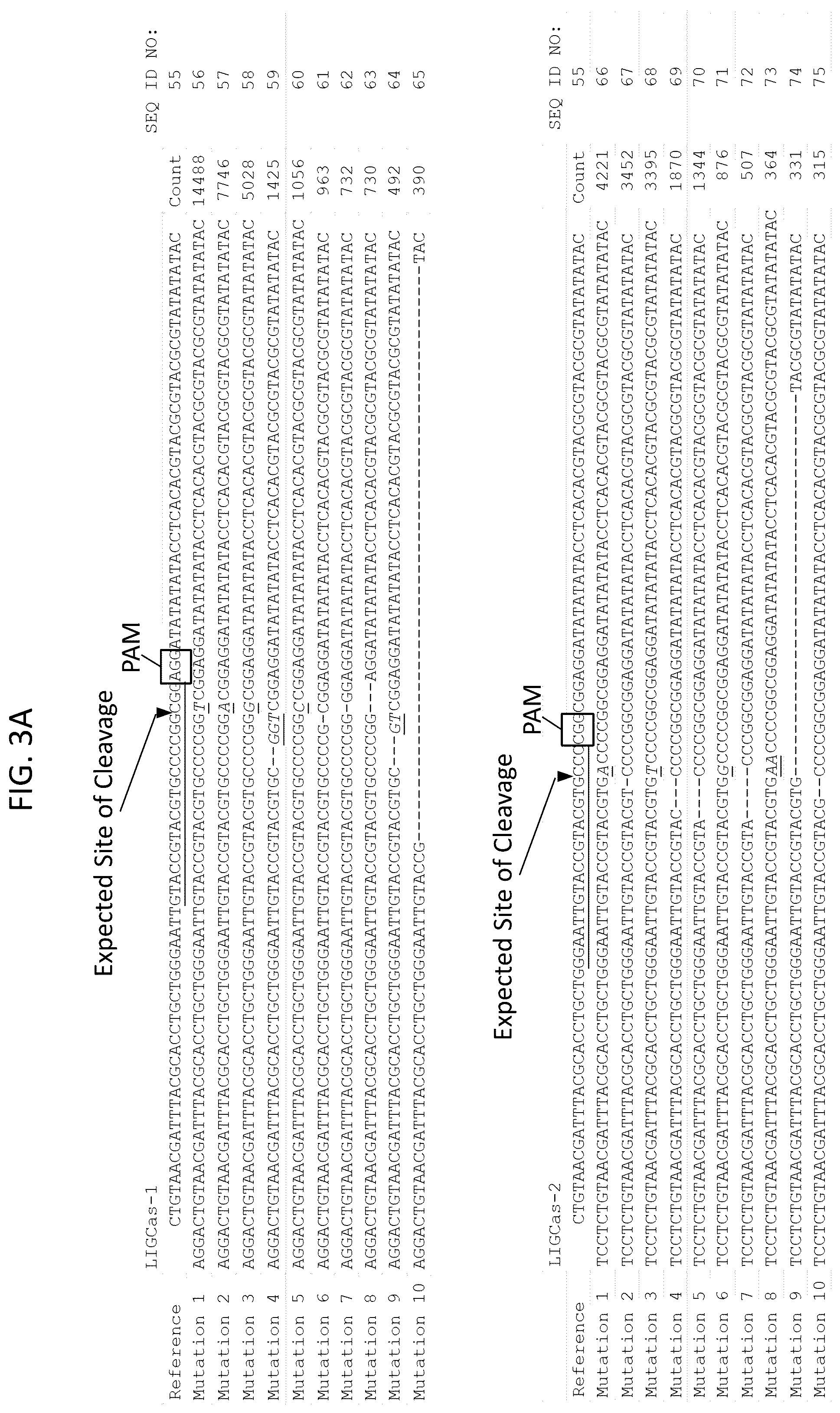 Patent US12378566 Figure 4 – Plant genome modification using guide RNA/Cas endonuclease systems and methods of use