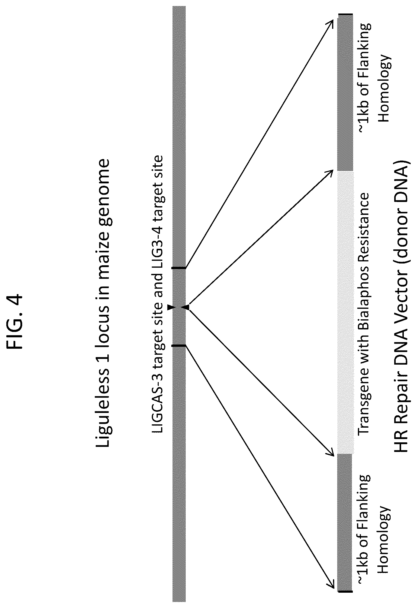 Patent US12378566 Figure 6 – Plant genome modification using guide RNA/Cas endonuclease systems and methods of use