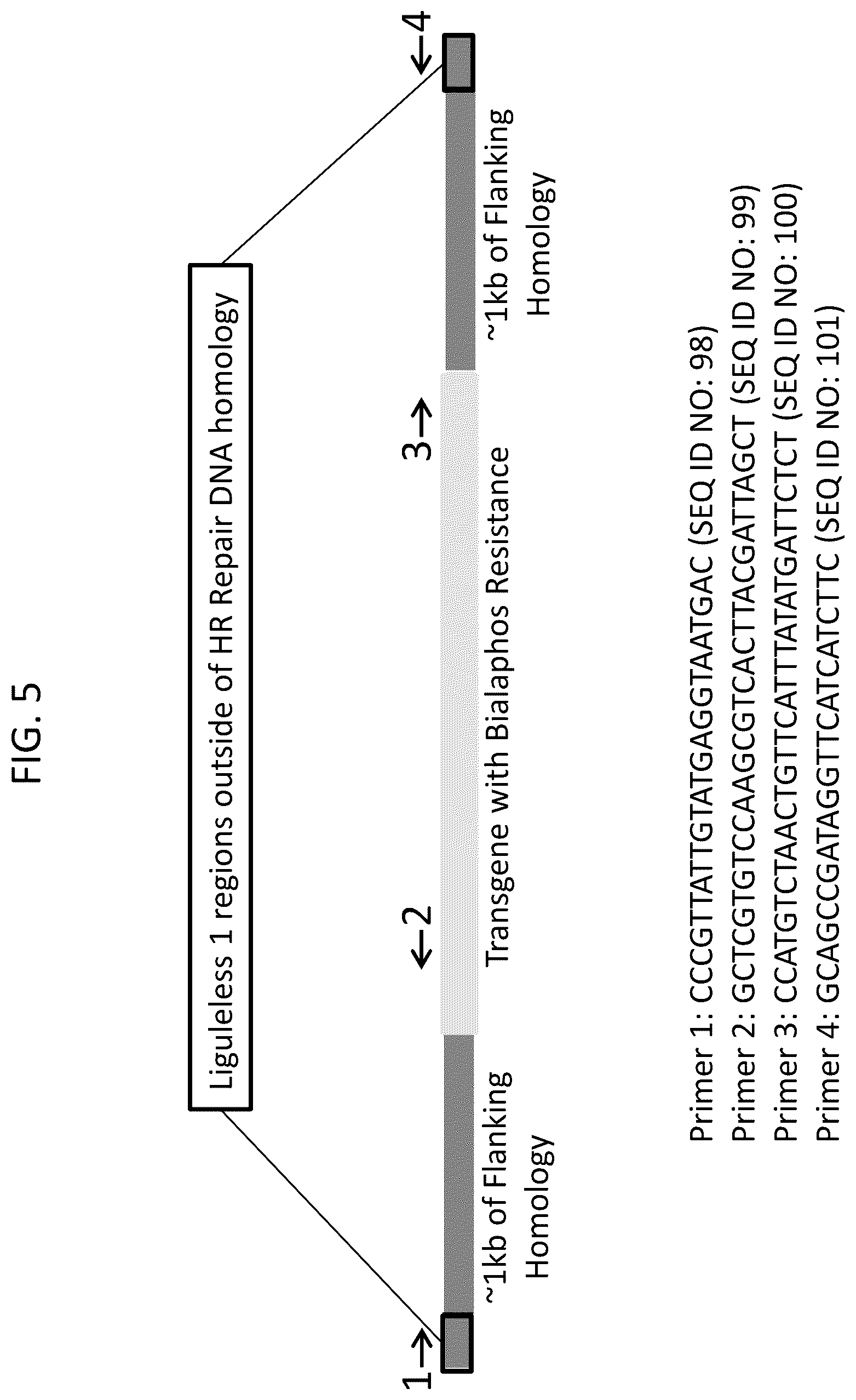 Patent US12378566 Figure 7 – Plant genome modification using guide RNA/Cas endonuclease systems and methods of use
