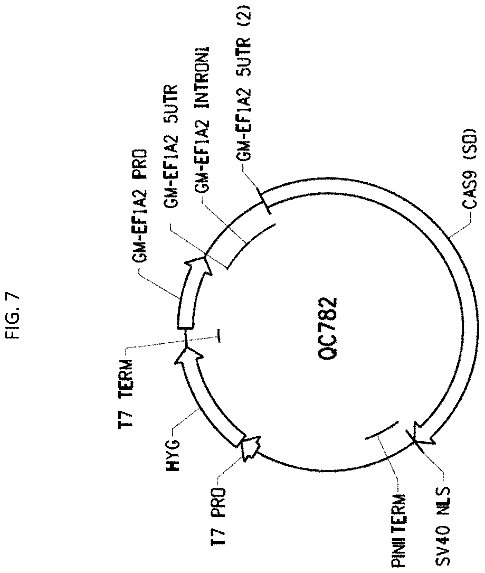 Patent US12378566 Figure 9 – Plant genome modification using guide RNA/Cas endonuclease systems and methods of use