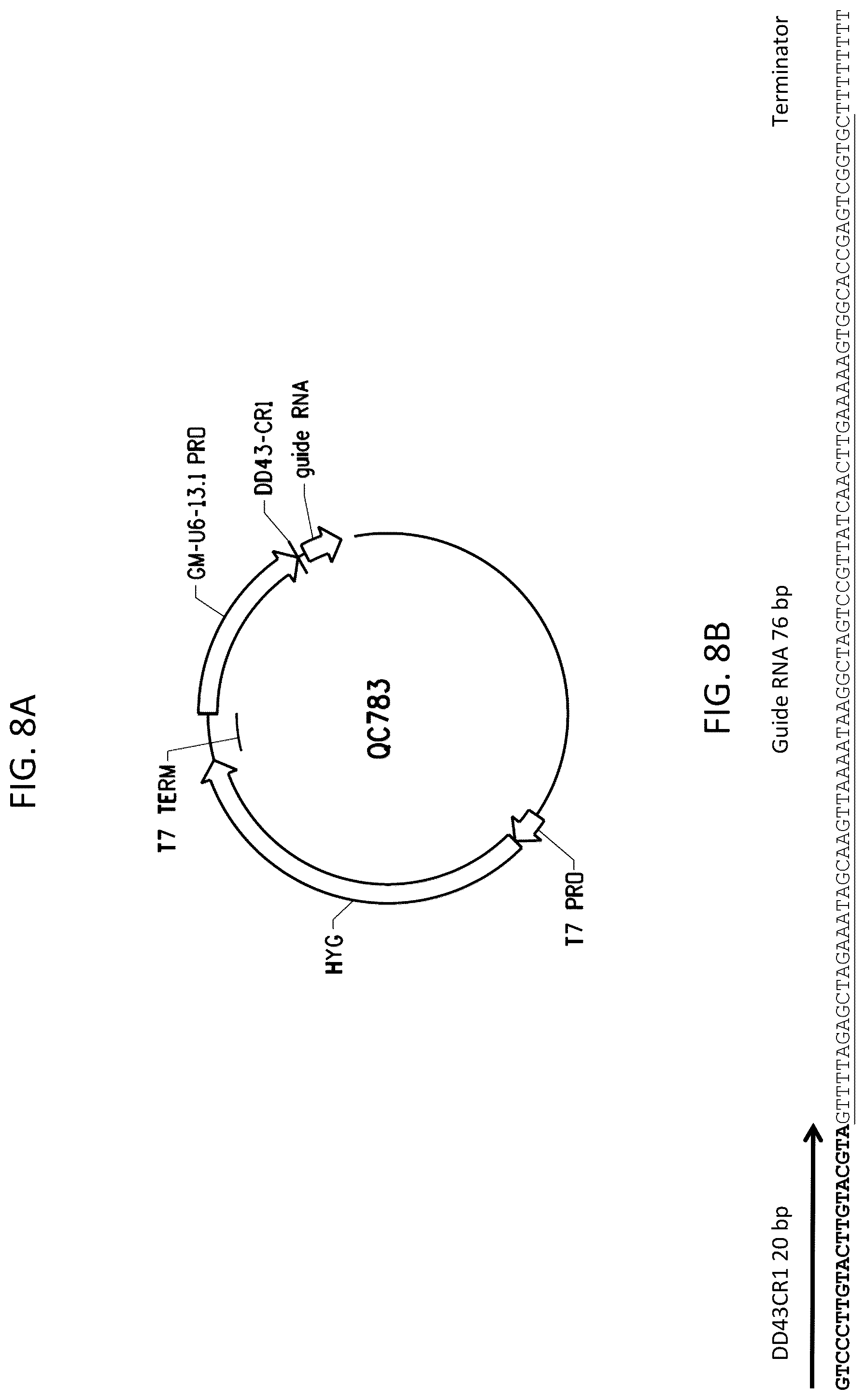 Patent US12378566 Figure 10 – Plant genome modification using guide RNA/Cas endonuclease systems and methods of use