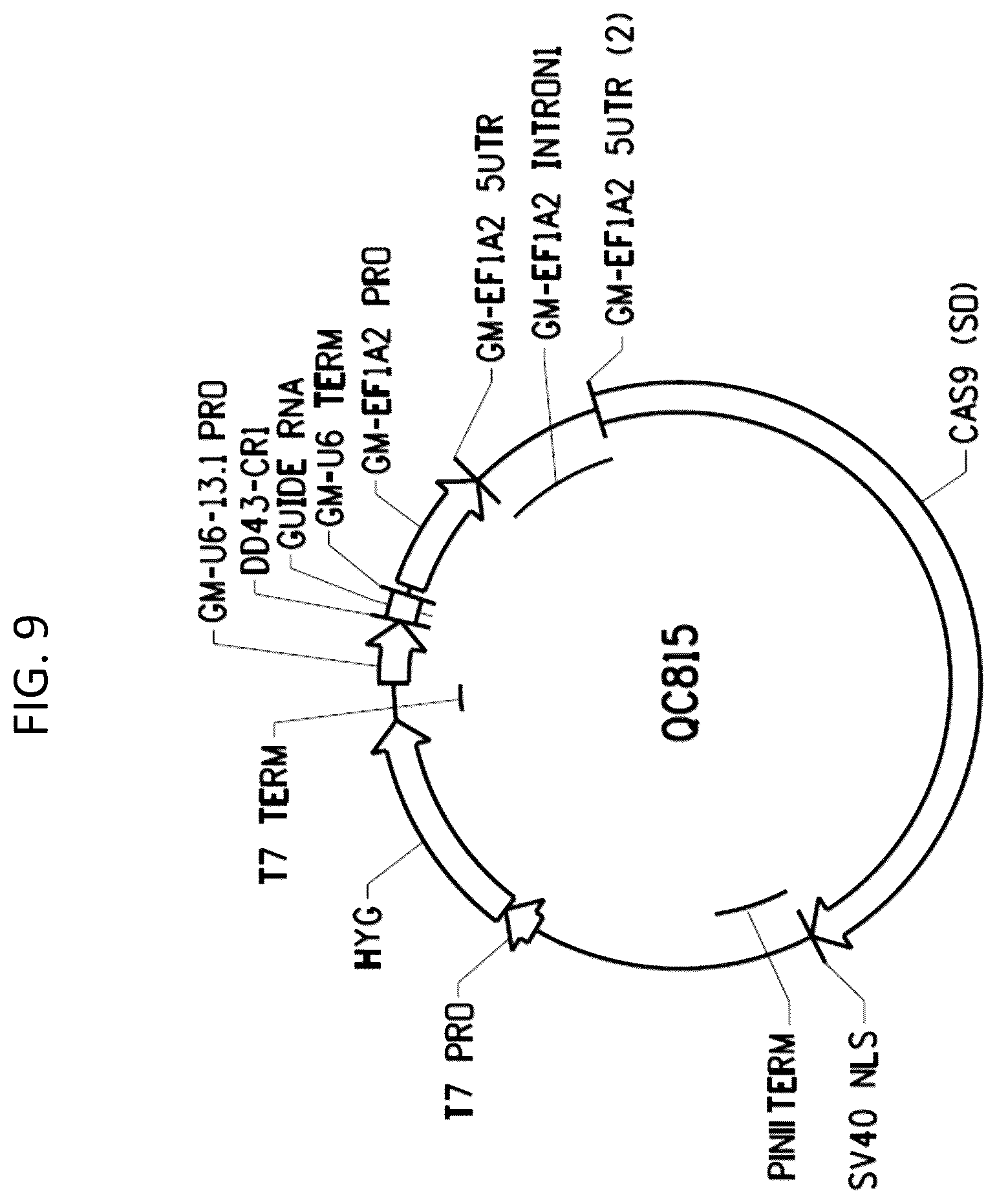 Patent US12378566 Figure 11 – Plant genome modification using guide RNA/Cas endonuclease systems and methods of use
