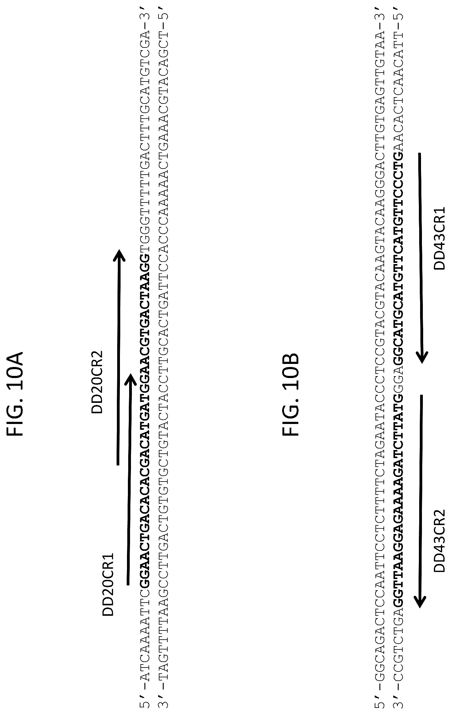 Patent US12378566 Figure 12 – Plant genome modification using guide RNA/Cas endonuclease systems and methods of use