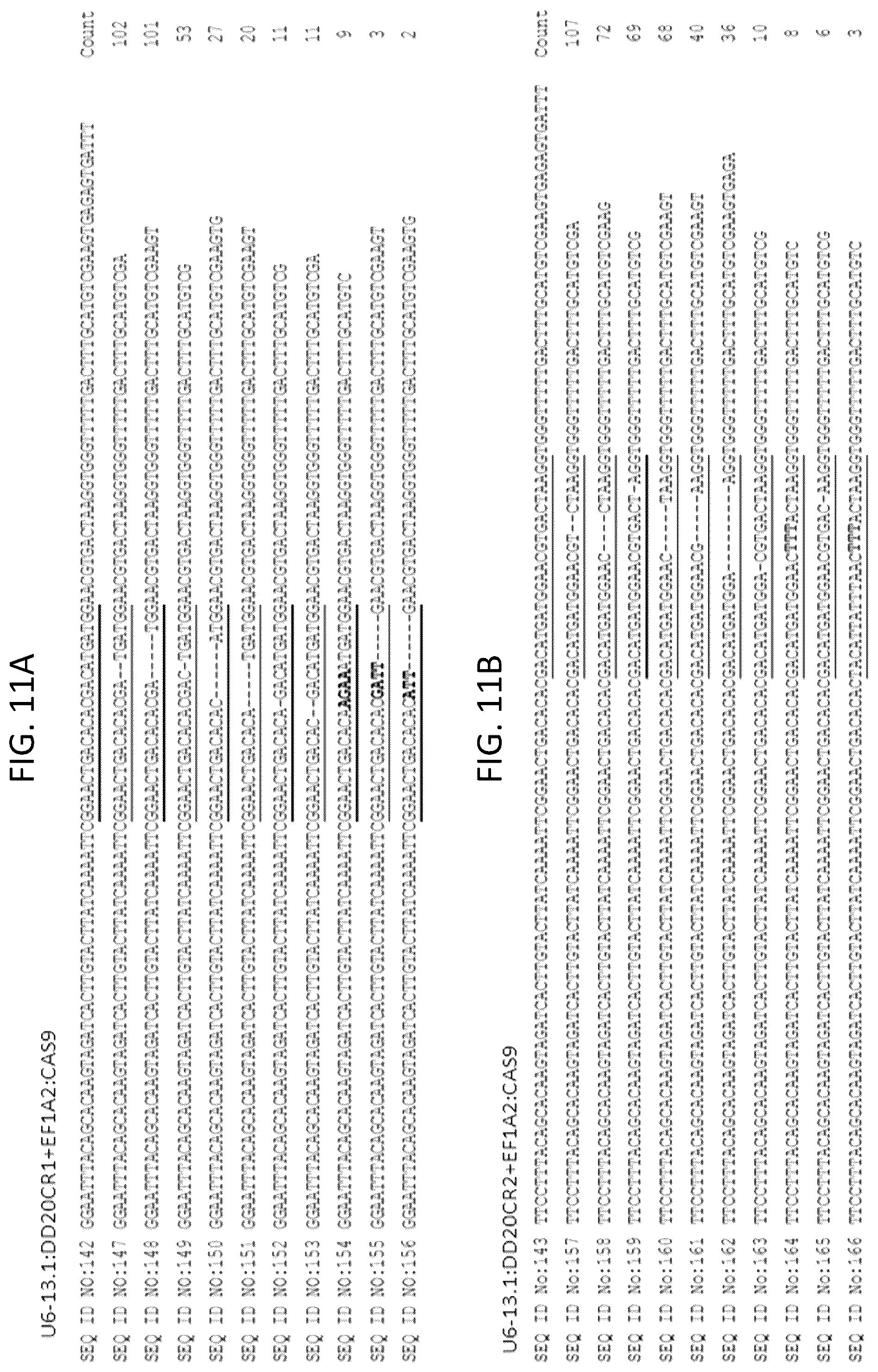Patent US12378566 Figure 13 – Plant genome modification using guide RNA/Cas endonuclease systems and methods of use