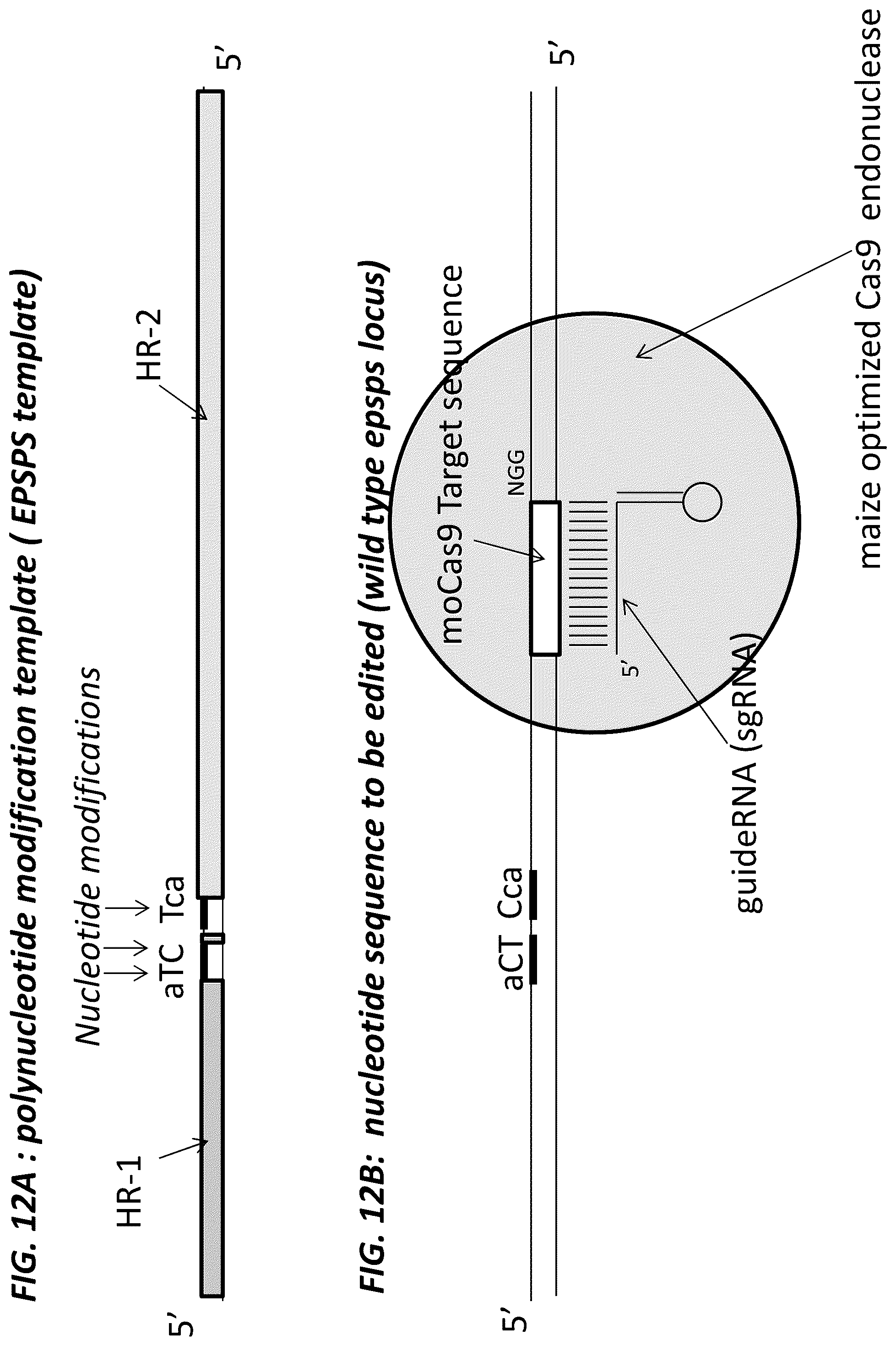 Patent US12378566 Figure 15 – Plant genome modification using guide RNA/Cas endonuclease systems and methods of use