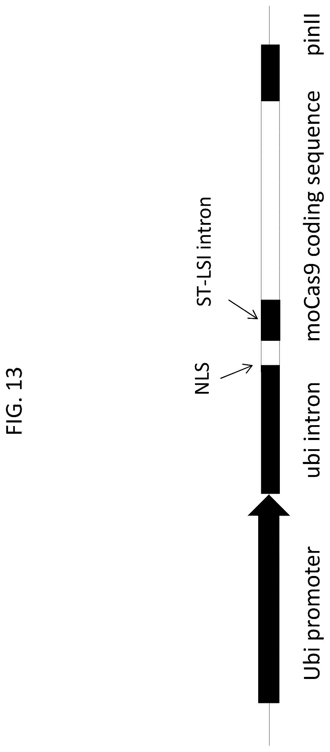 Patent US12378566 Figure 16 – Plant genome modification using guide RNA/Cas endonuclease systems and methods of use