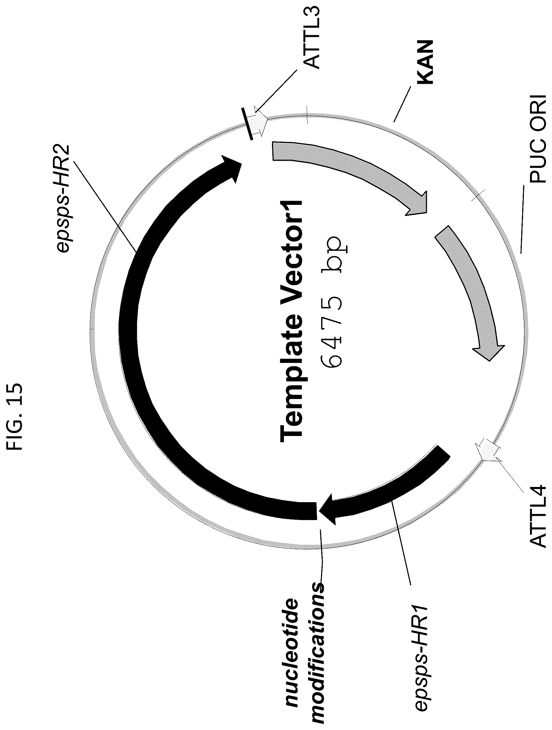 Patent US12378566 Figure 18 – Plant genome modification using guide RNA/Cas endonuclease systems and methods of use