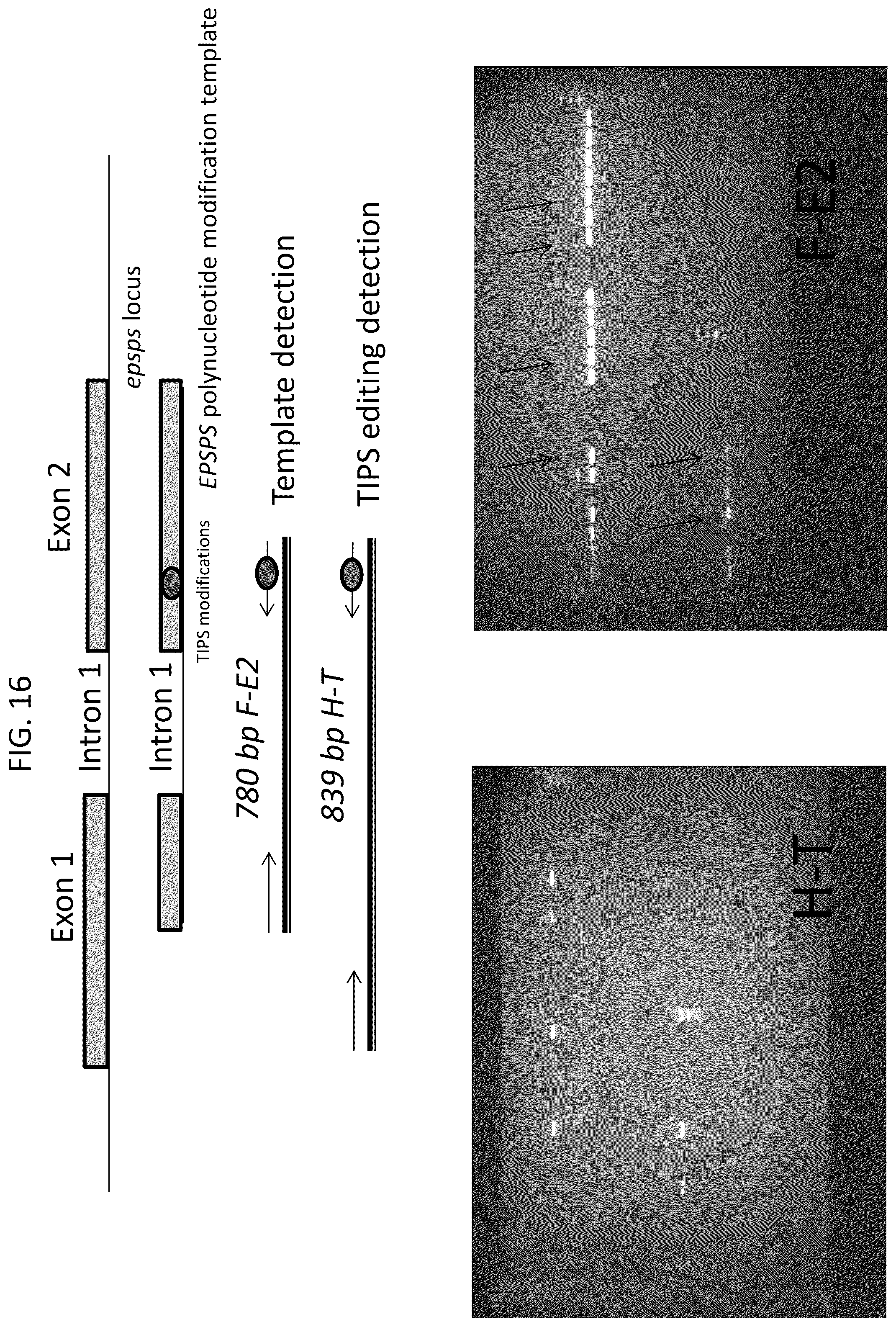 Patent US12378566 Figure 19 – Plant genome modification using guide RNA/Cas endonuclease systems and methods of use