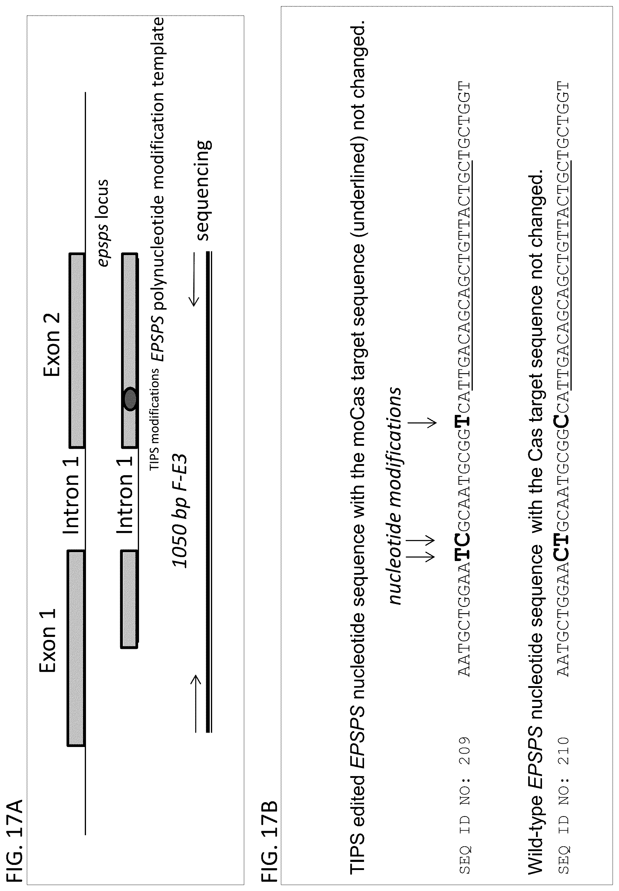 Patent US12378566 Figure 20 – Plant genome modification using guide RNA/Cas endonuclease systems and methods of use