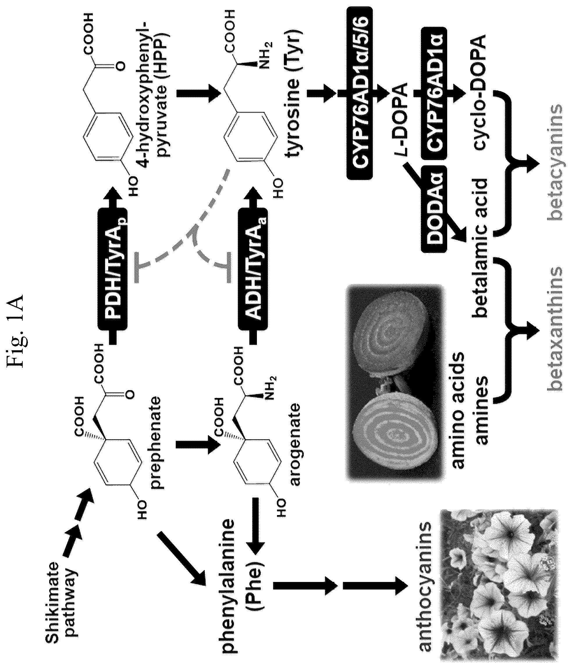 Patent US12378567 Figure 1 – Arogenate dehydrogenase polynucleotides, polypeptides and methods of using the same