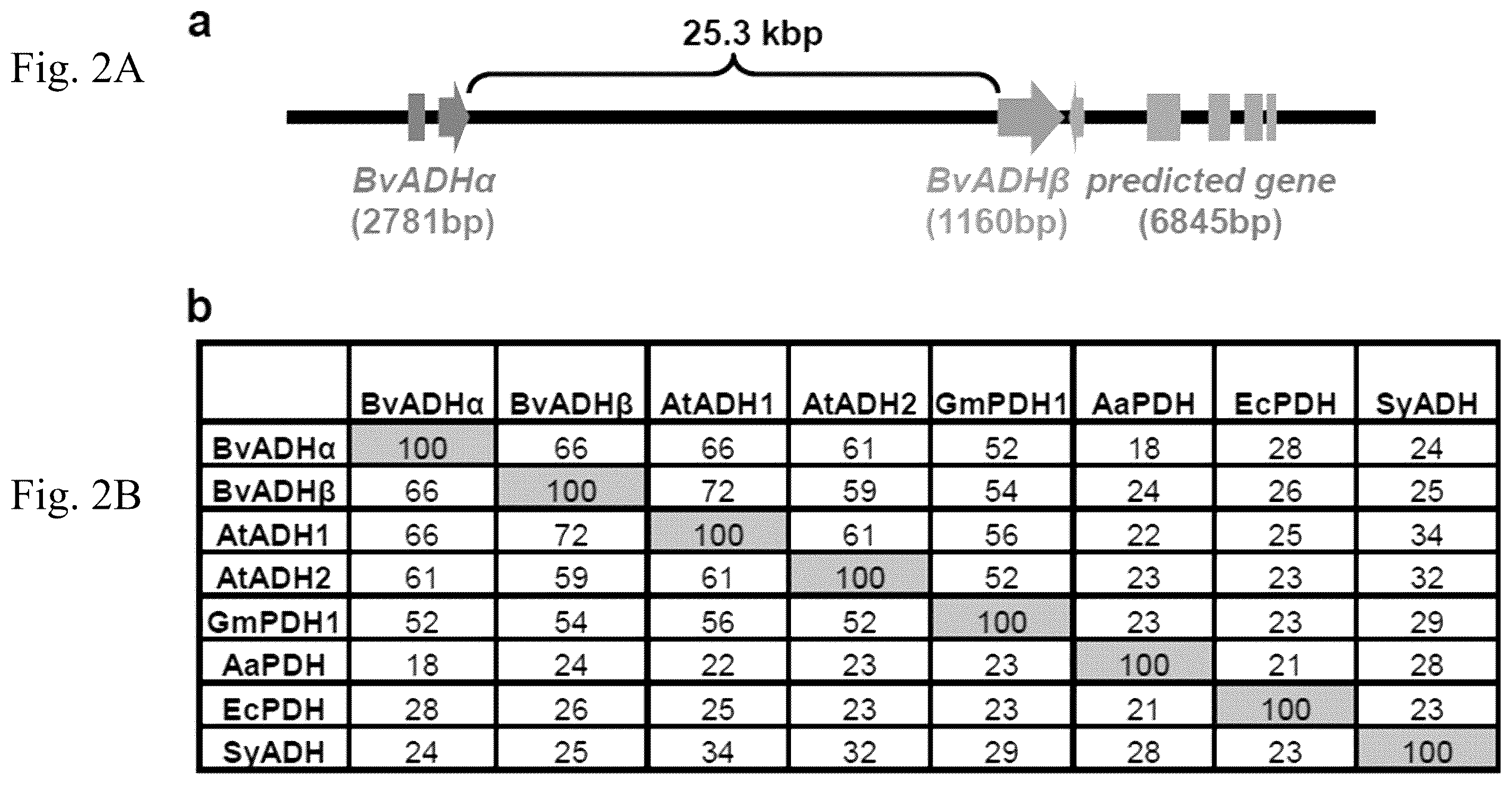 Patent US12378567 Figure 5 – Arogenate dehydrogenase polynucleotides, polypeptides and methods of using the same