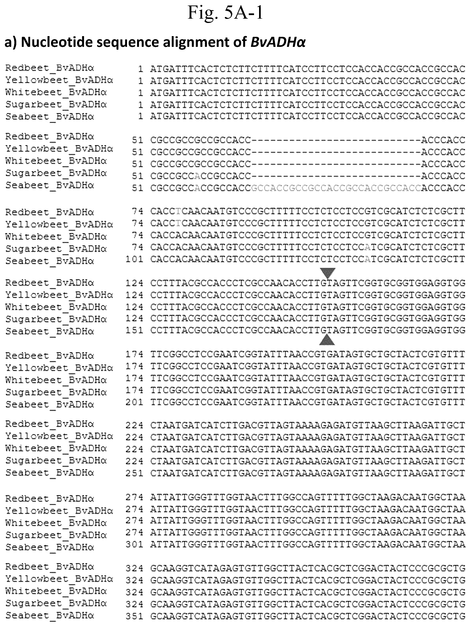 Patent US12378567 Figure 9 – Arogenate dehydrogenase polynucleotides, polypeptides and methods of using the same