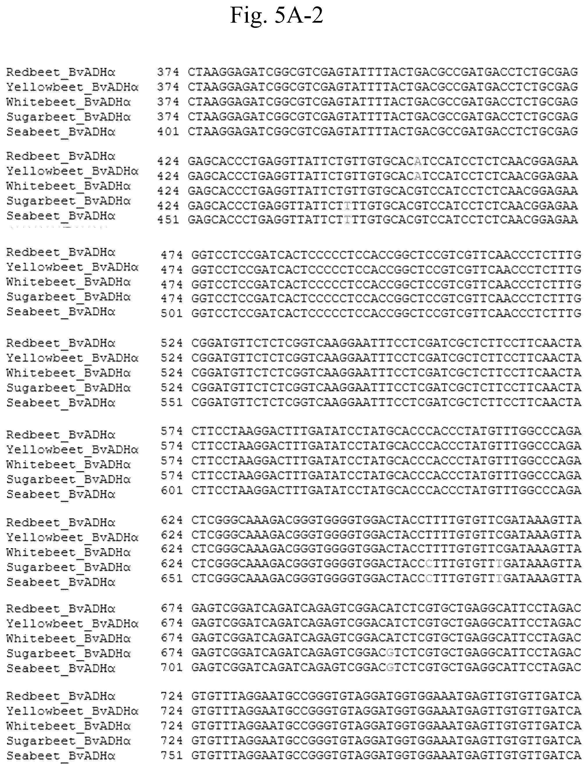 Patent US12378567 Figure 10 – Arogenate dehydrogenase polynucleotides, polypeptides and methods of using the same