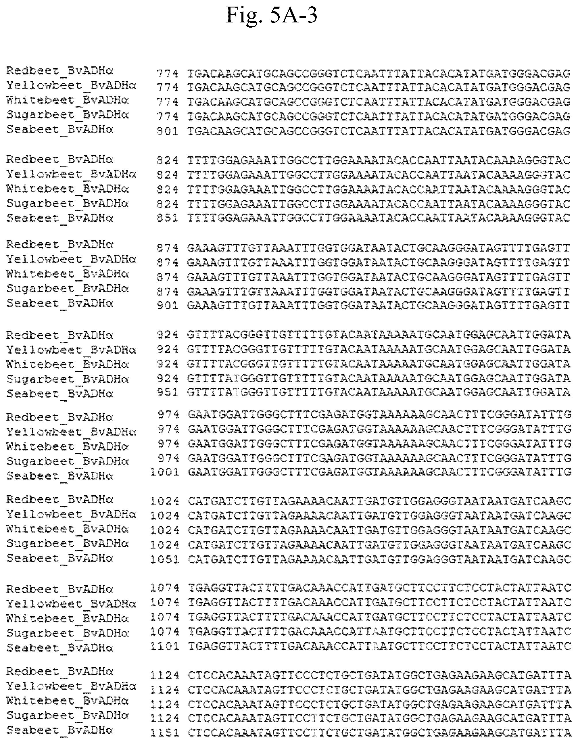 Patent US12378567 Figure 11 – Arogenate dehydrogenase polynucleotides, polypeptides and methods of using the same