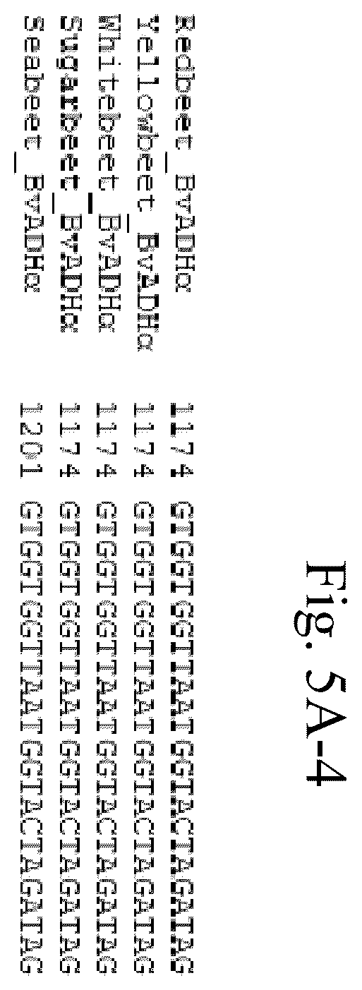 Patent US12378567 Figure 12 – Arogenate dehydrogenase polynucleotides, polypeptides and methods of using the same