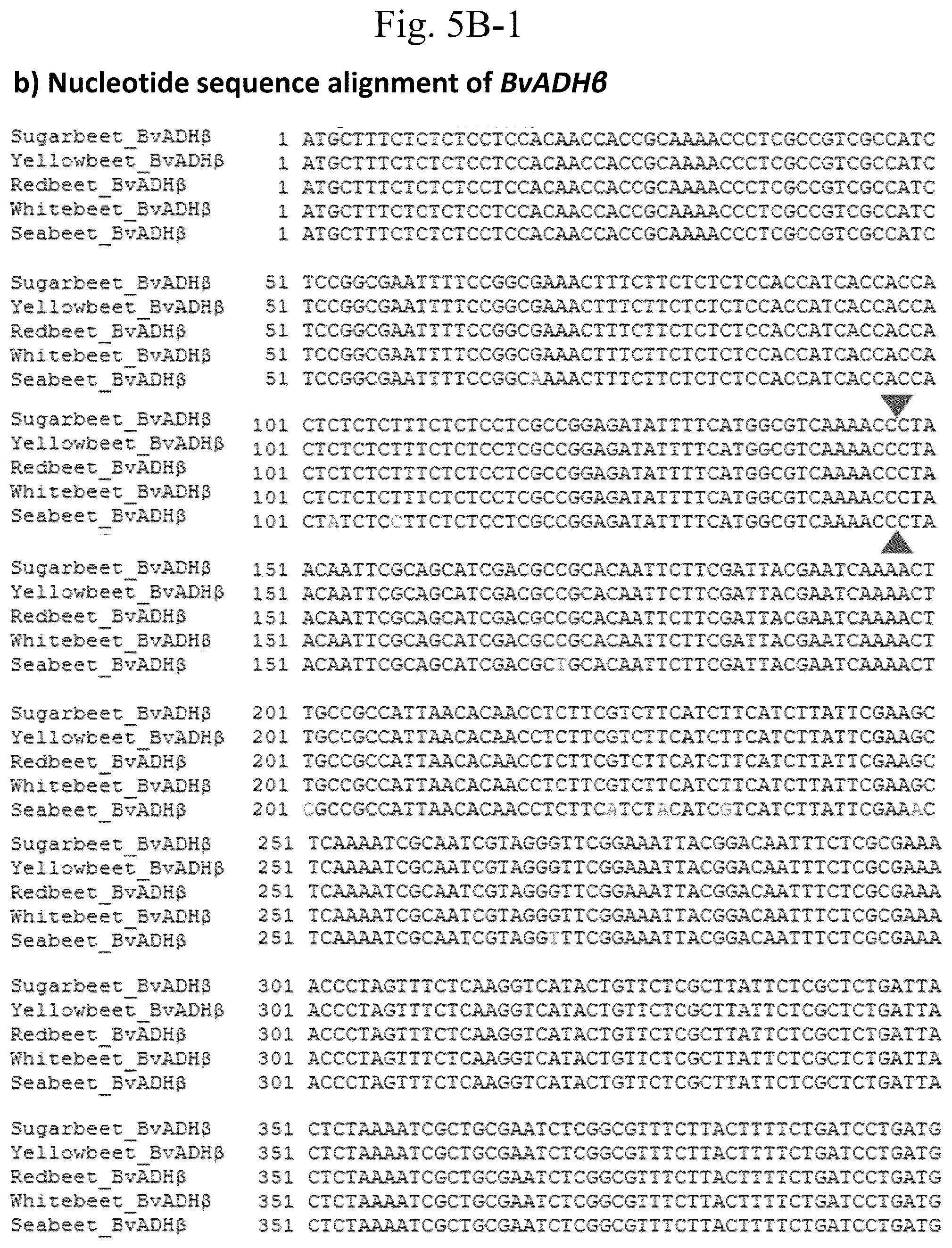 Patent US12378567 Figure 13 – Arogenate dehydrogenase polynucleotides, polypeptides and methods of using the same