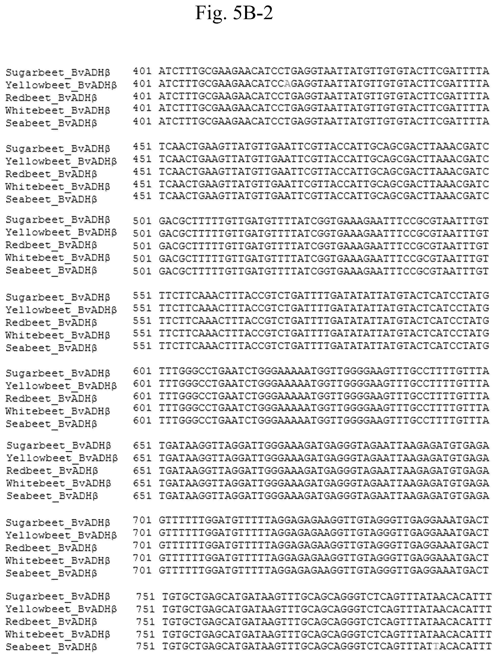 Patent US12378567 Figure 14 – Arogenate dehydrogenase polynucleotides, polypeptides and methods of using the same