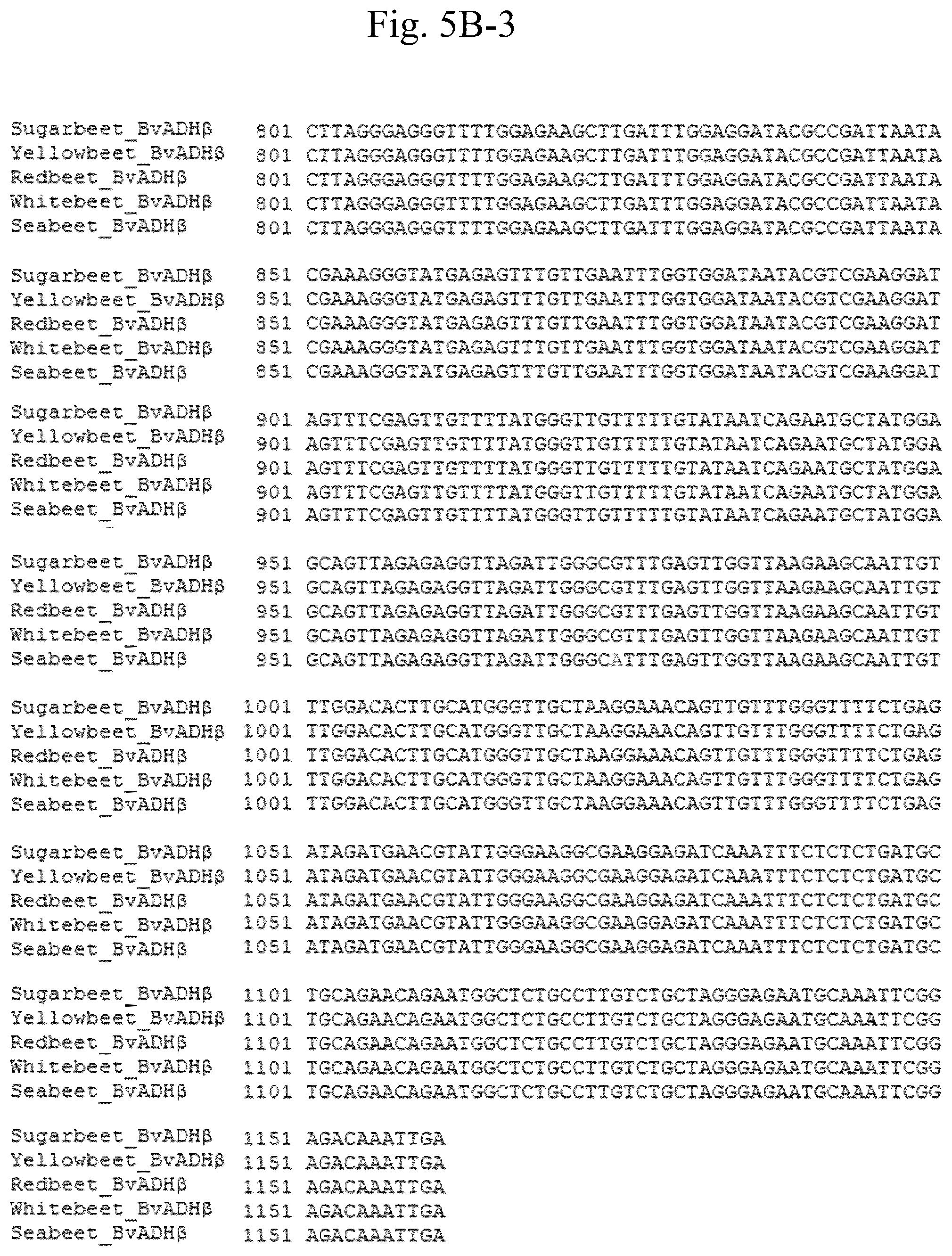 Patent US12378567 Figure 15 – Arogenate dehydrogenase polynucleotides, polypeptides and methods of using the same