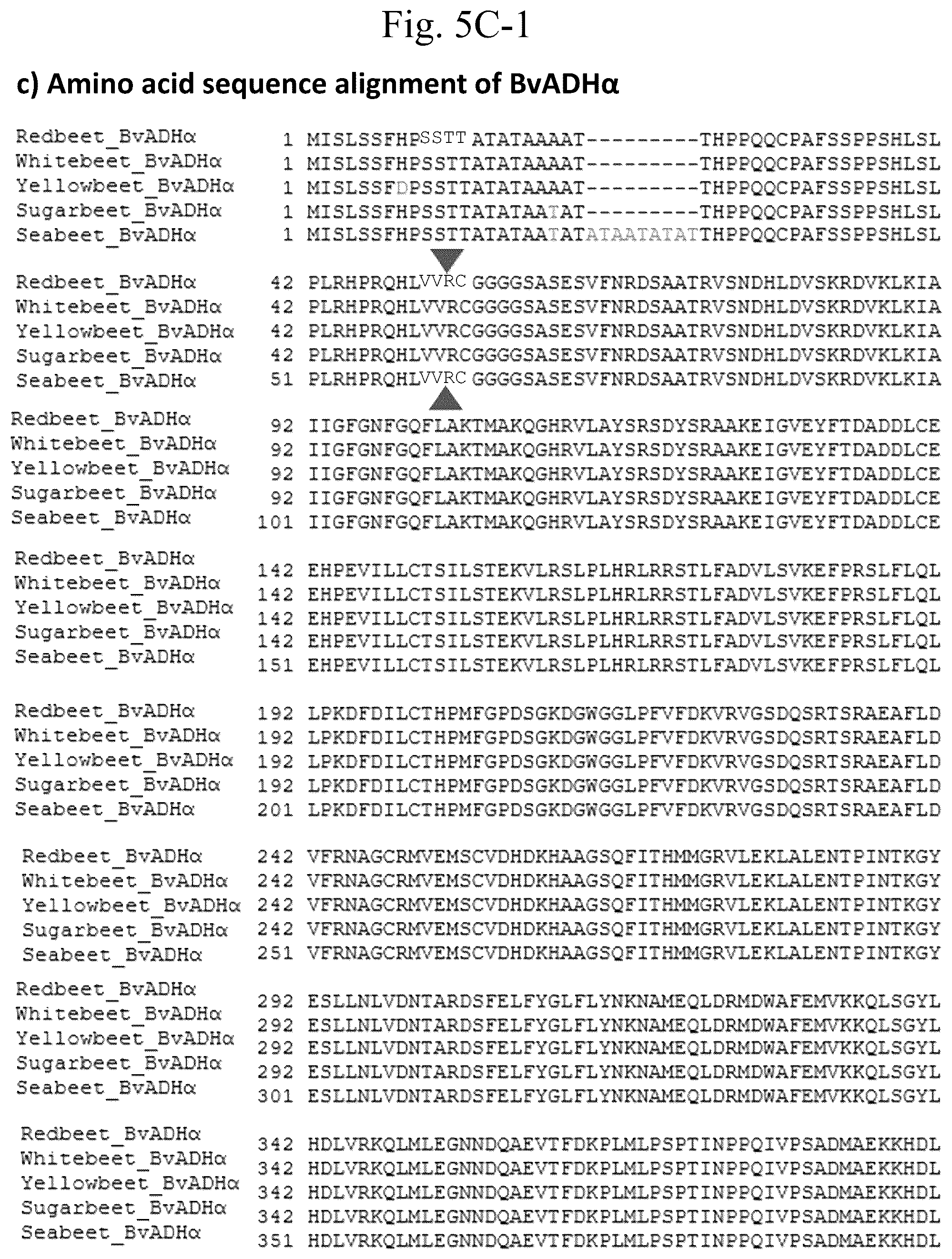 Patent US12378567 Figure 16 – Arogenate dehydrogenase polynucleotides, polypeptides and methods of using the same
