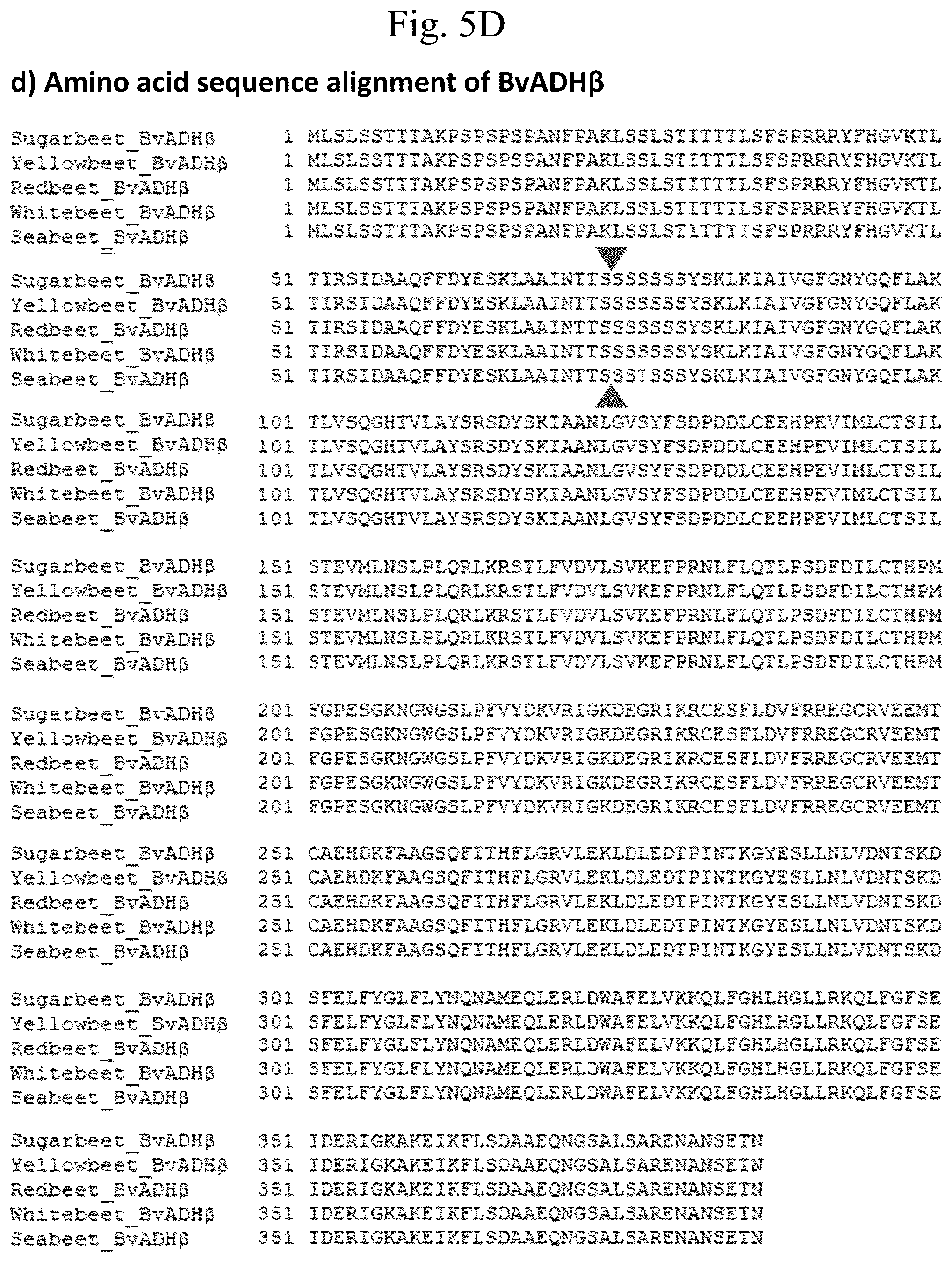 Patent US12378567 Figure 18 – Arogenate dehydrogenase polynucleotides, polypeptides and methods of using the same