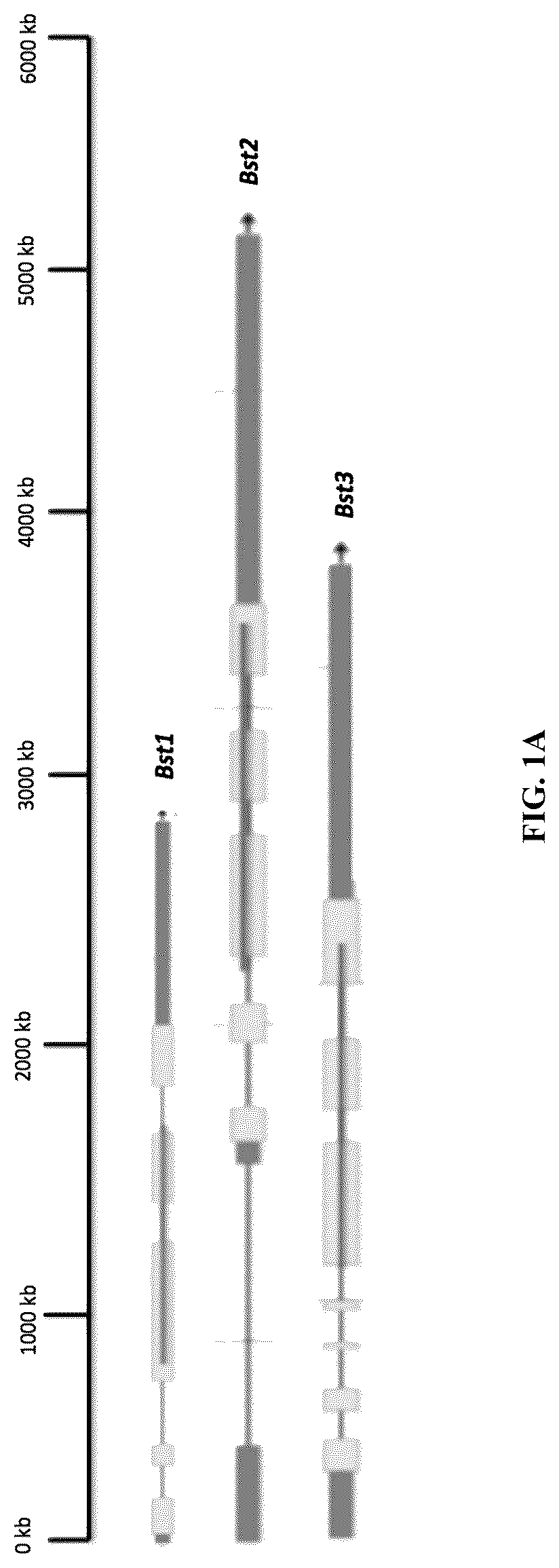 Patent US12378568 Figure 1 – Green algal bestrophin bicarbonate transporters