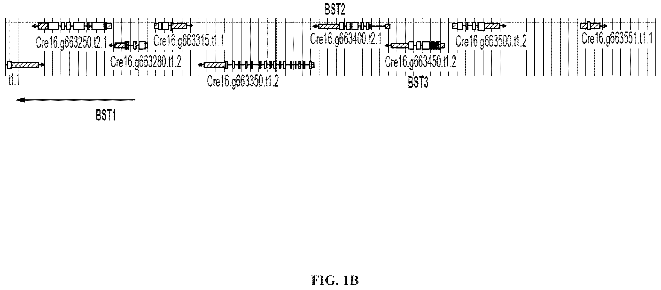 Patent US12378568 Figure 2 – Green algal bestrophin bicarbonate transporters