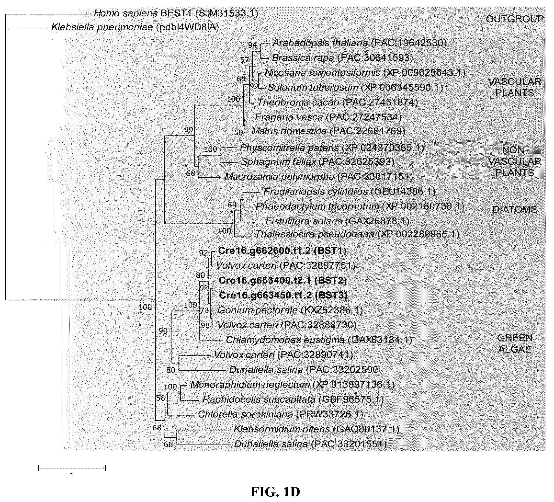 Patent US12378568 Figure 4 – Green algal bestrophin bicarbonate transporters