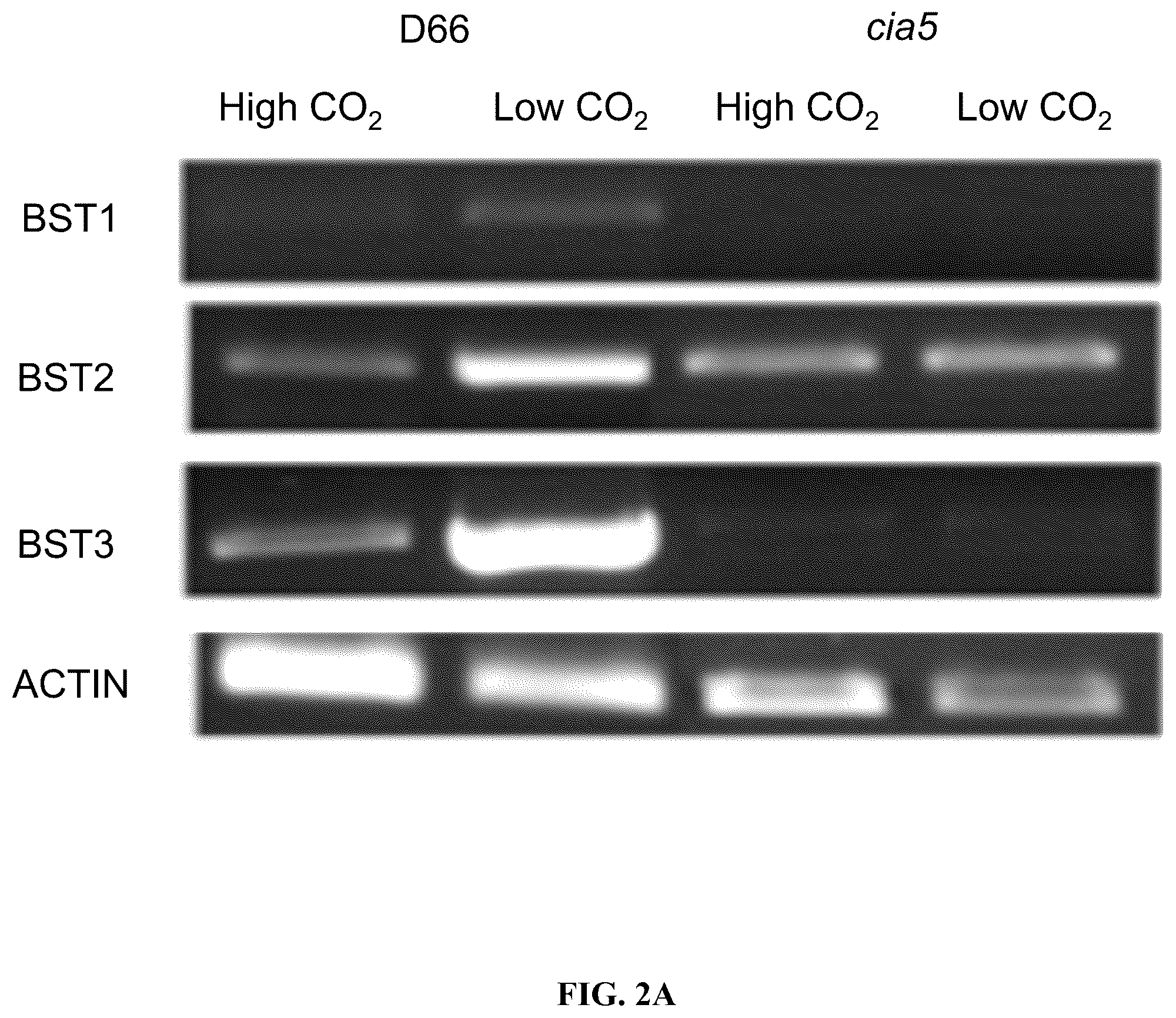 Patent US12378568 Figure 5 – Green algal bestrophin bicarbonate transporters
