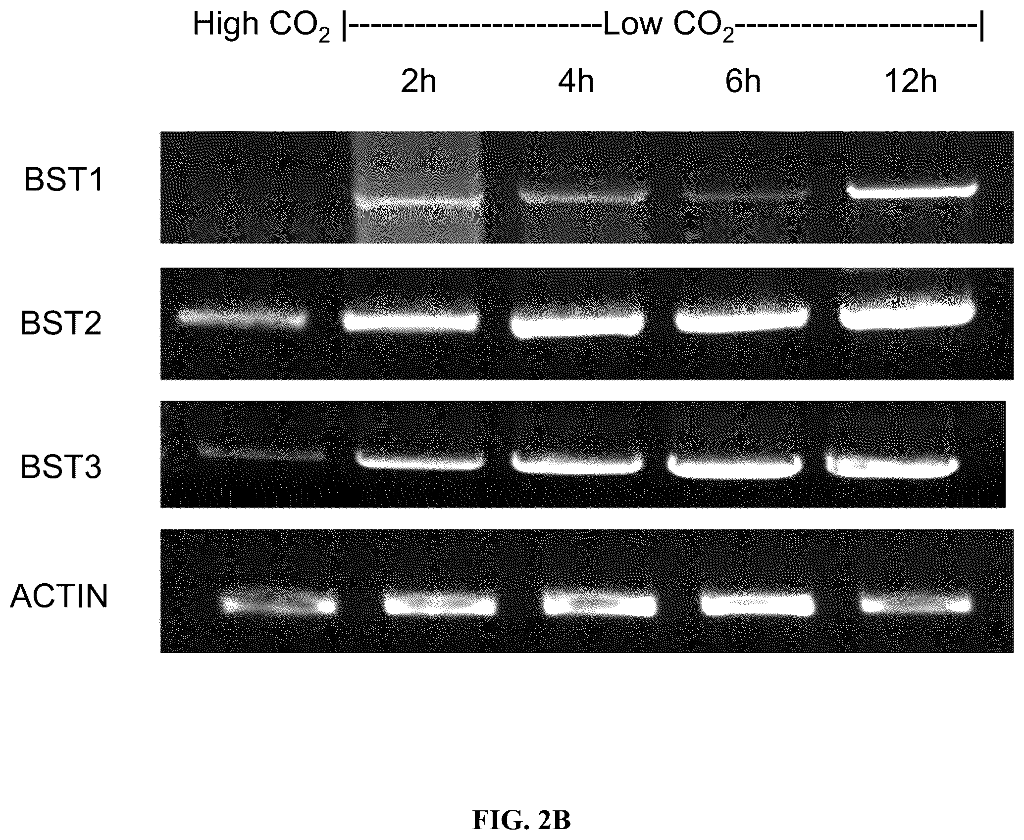 Patent US12378568 Figure 6 – Green algal bestrophin bicarbonate transporters