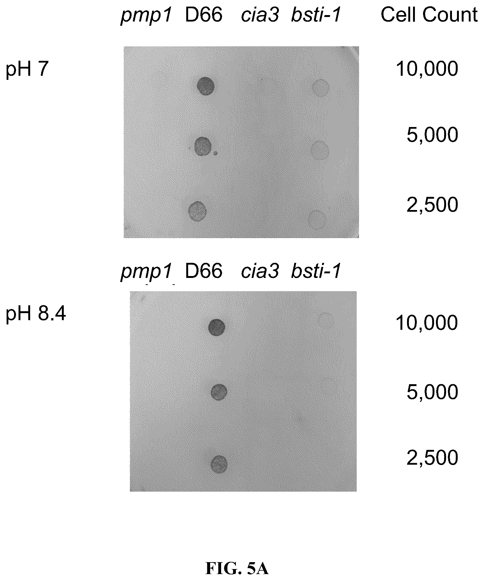 Patent US12378568 Figure 9 – Green algal bestrophin bicarbonate transporters