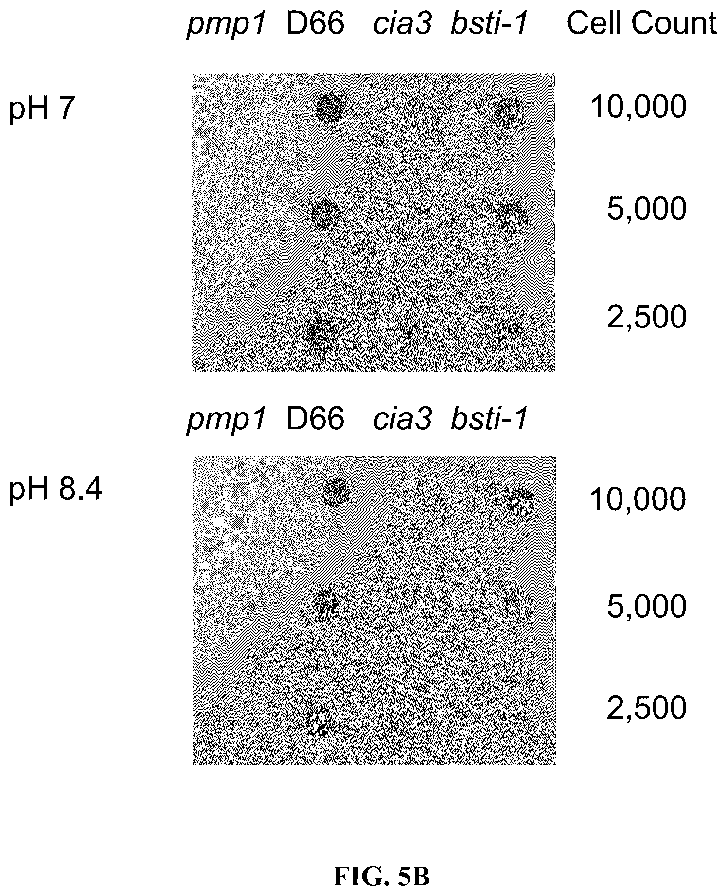 Patent US12378568 Figure 10 – Green algal bestrophin bicarbonate transporters