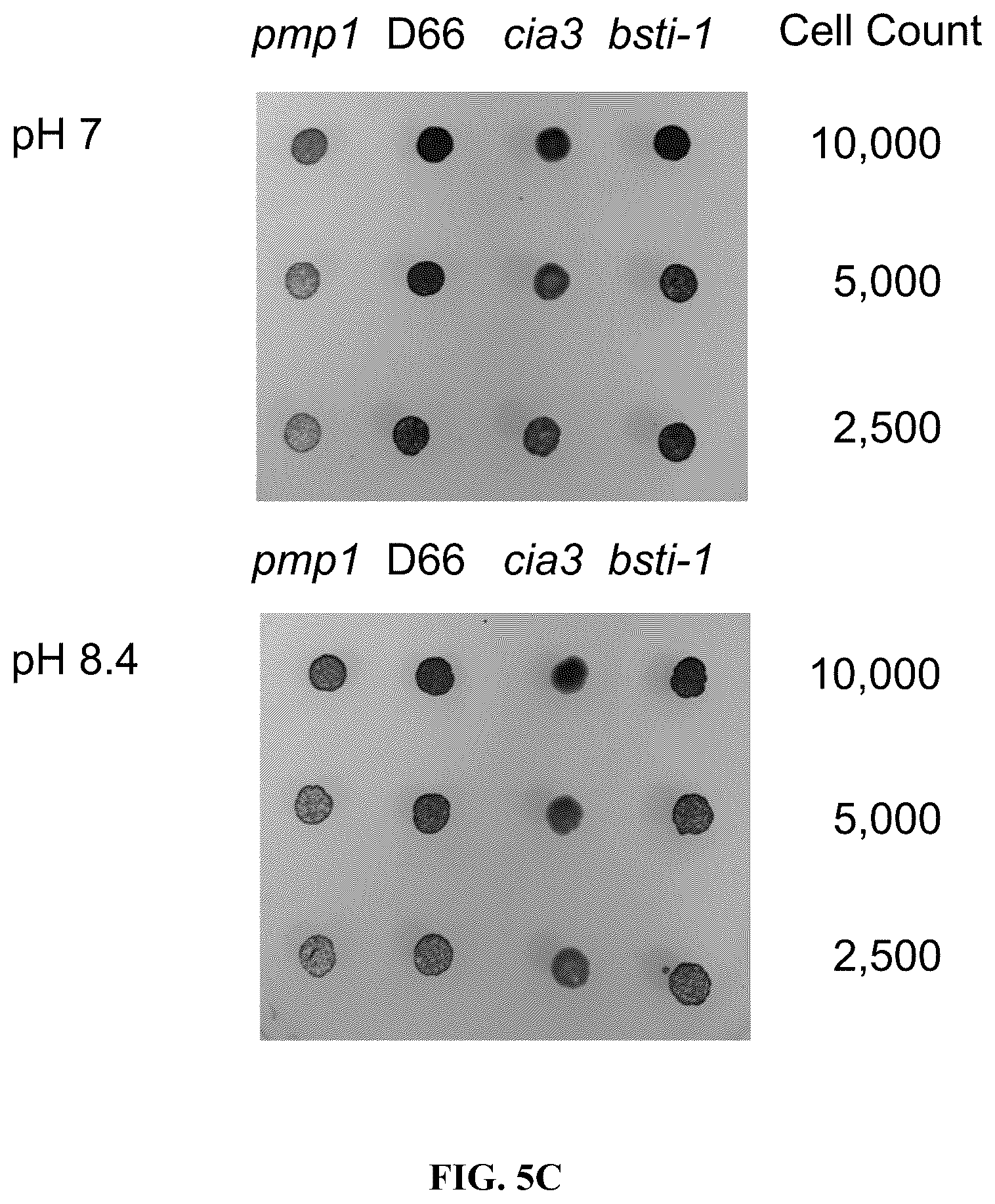 Patent US12378568 Figure 11 – Green algal bestrophin bicarbonate transporters