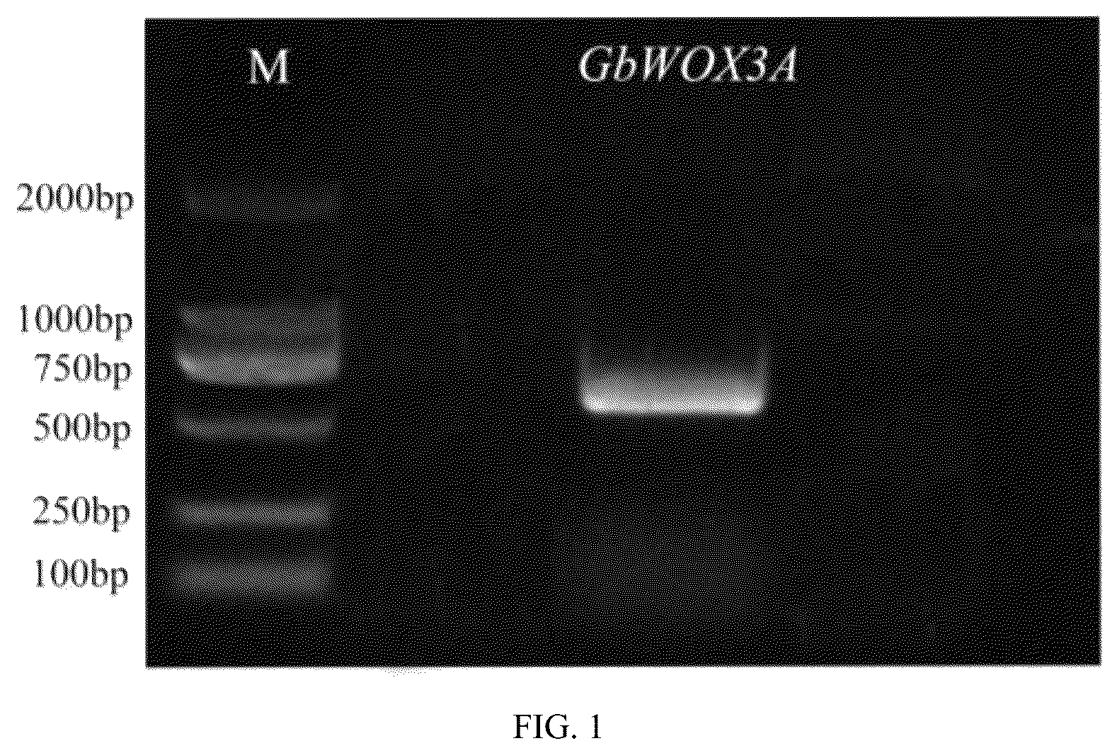 Patent US12378569 Figure 1 – GBWOX3A gene and application thereof in plant tissue culture