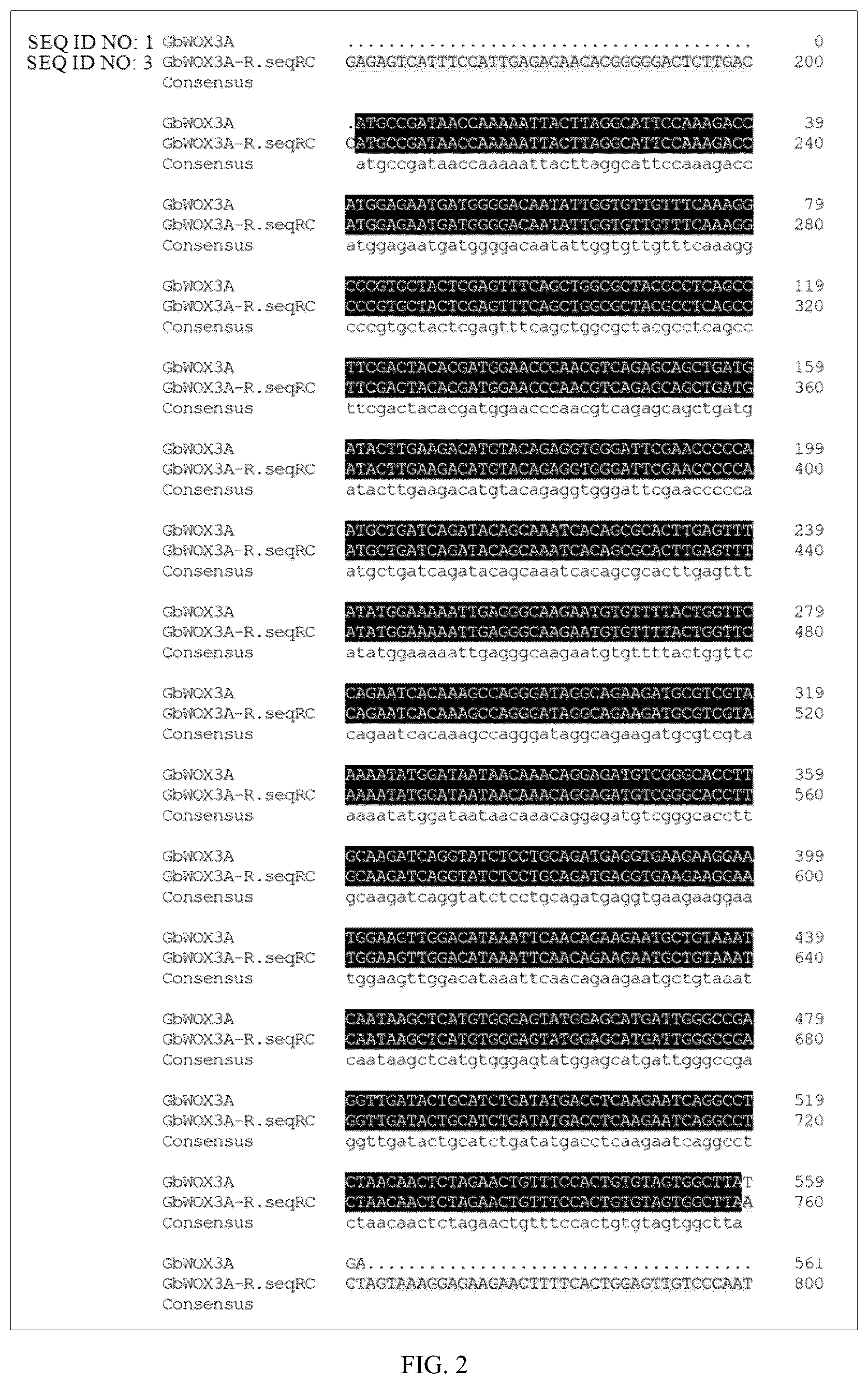 Patent US12378569 Figure 2 – GBWOX3A gene and application thereof in plant tissue culture