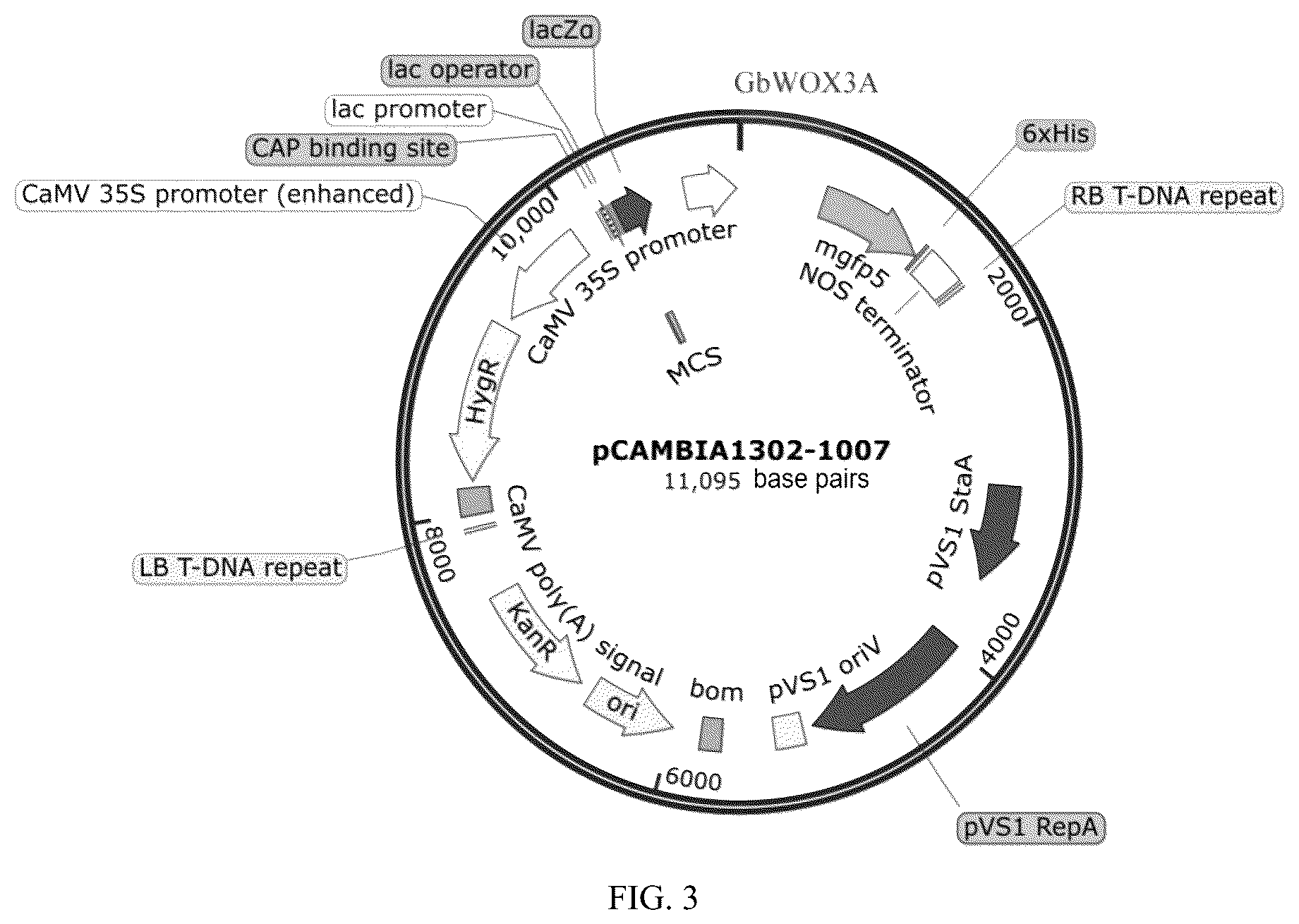 Patent US12378569 Figure 3 – GBWOX3A gene and application thereof in plant tissue culture