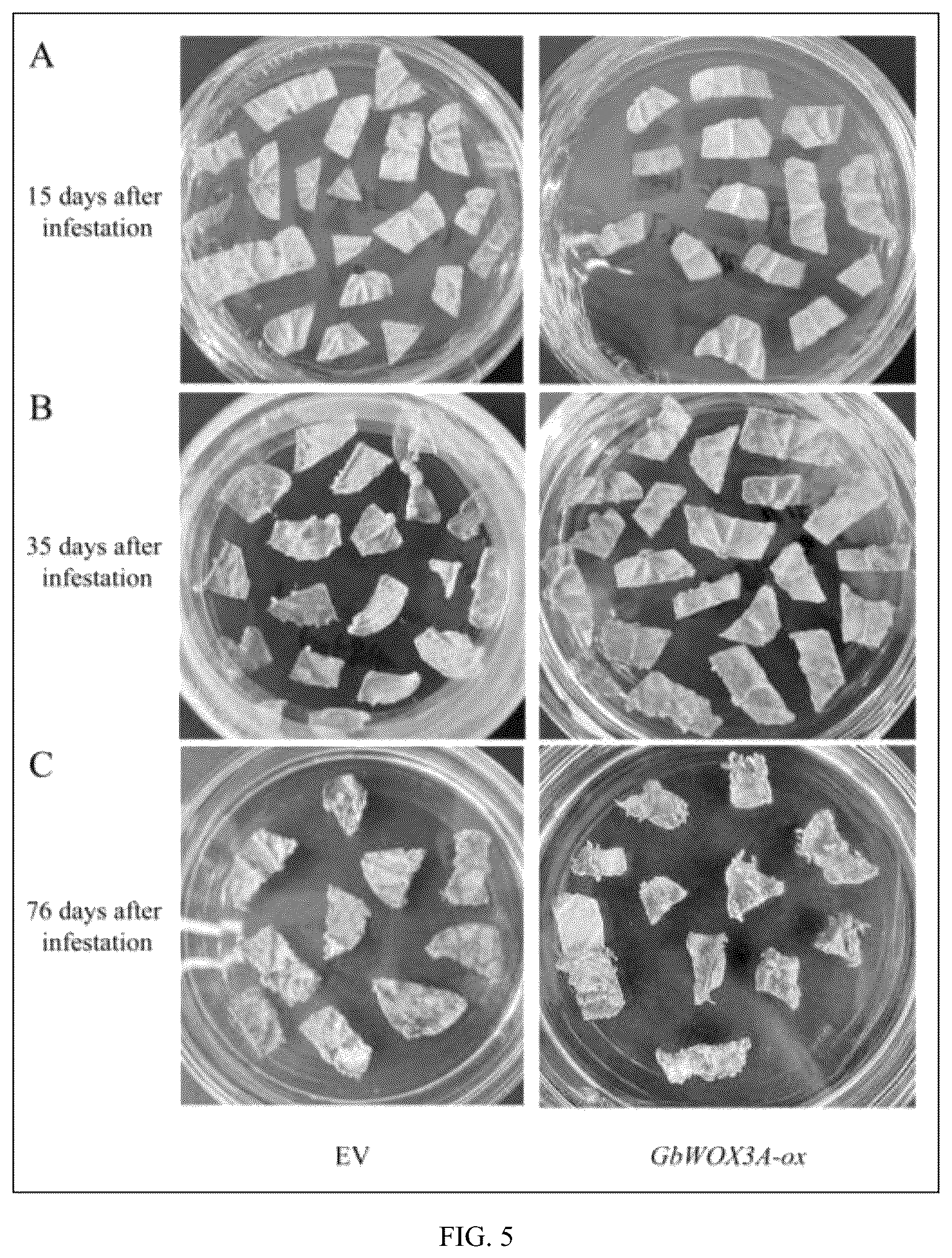 Patent US12378569 Figure 5 – GBWOX3A gene and application thereof in plant tissue culture