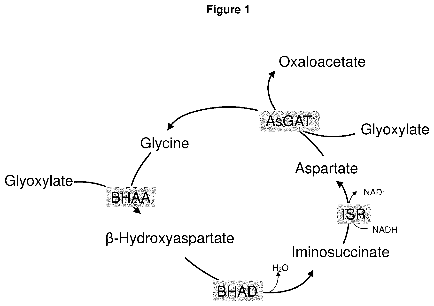 Patent US12378570 Figure 1 – Method for the production of plants with altered photorespiration and improved CO 2 fixation