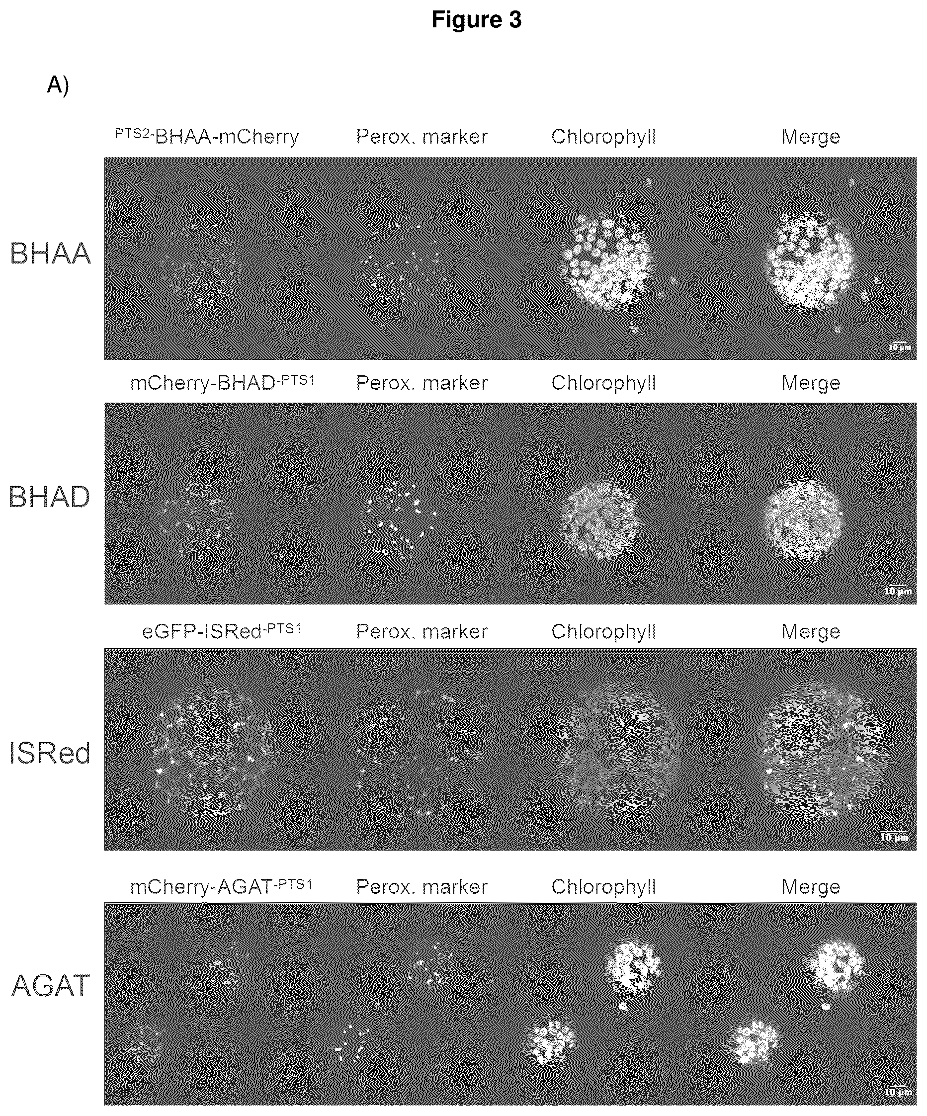 Patent US12378570 Figure 3 – Method for the production of plants with altered photorespiration and improved CO 2 fixation