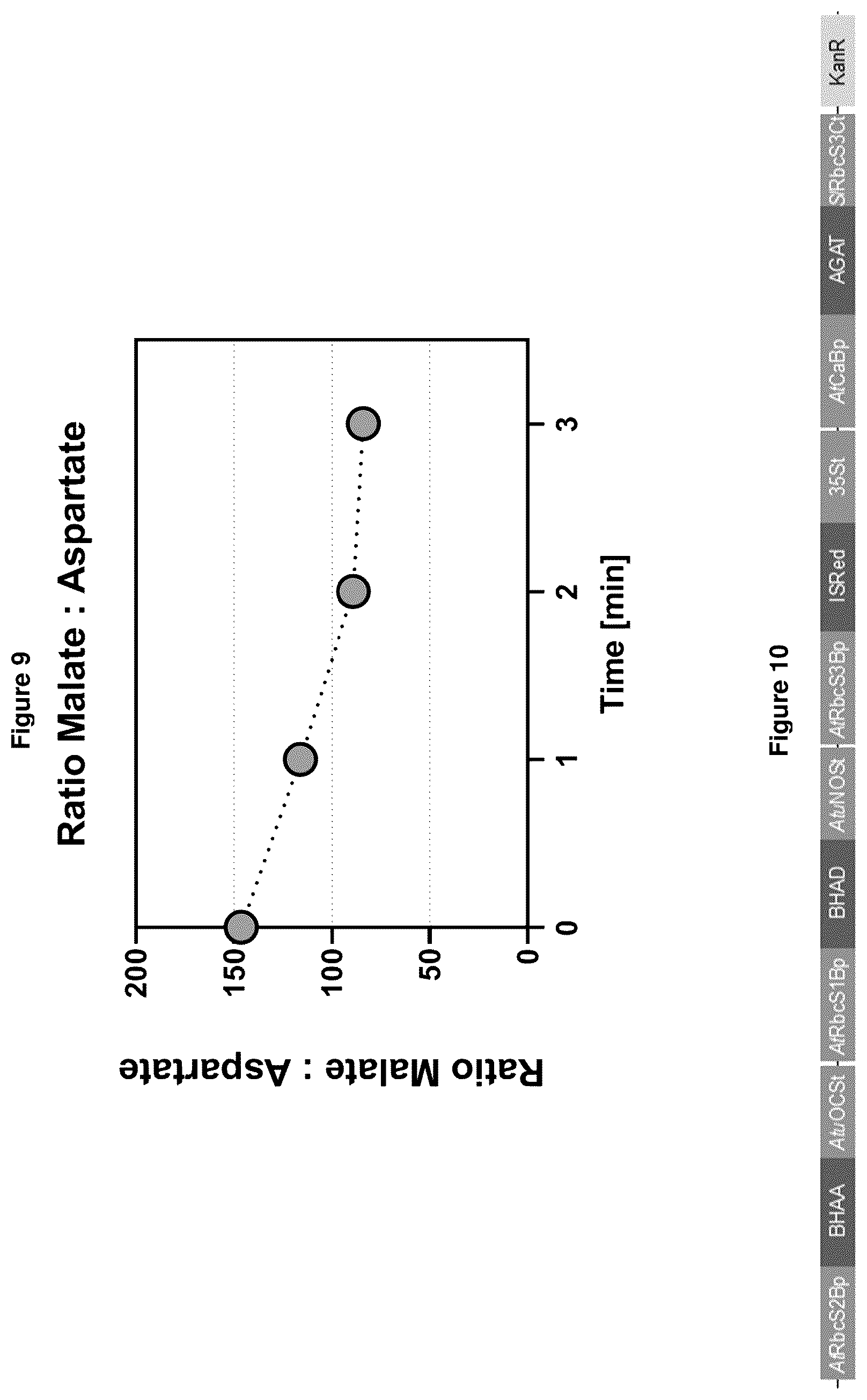 Patent US12378570 Figure 7 – Method for the production of plants with altered photorespiration and improved CO 2 fixation