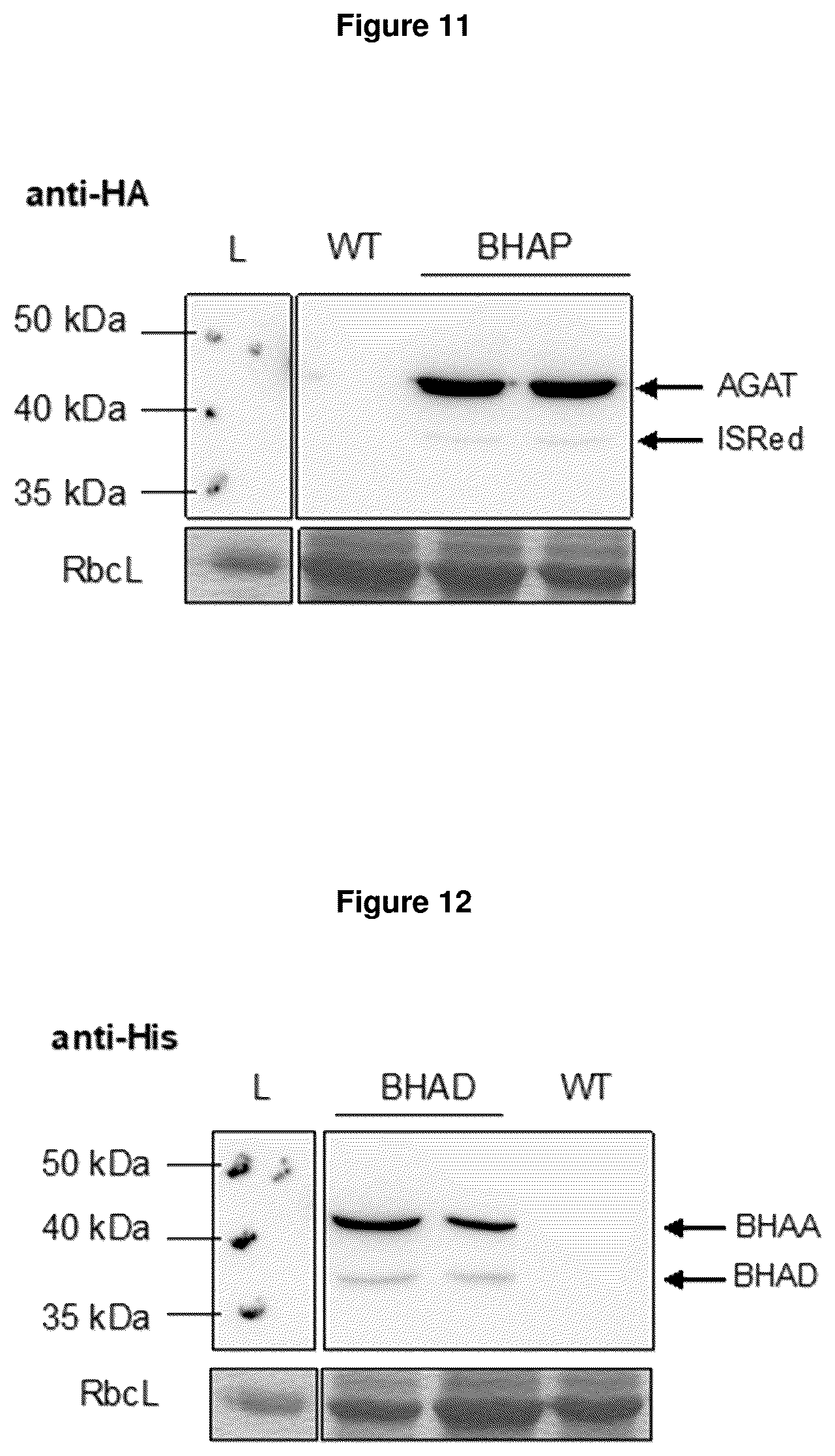 Patent US12378570 Figure 8 – Method for the production of plants with altered photorespiration and improved CO 2 fixation