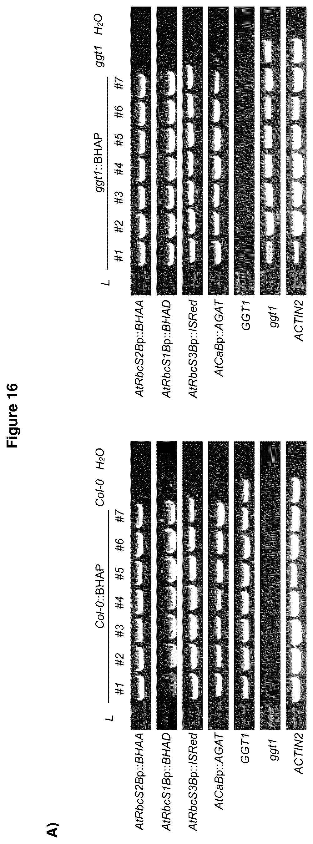 Patent US12378570 Figure 11 – Method for the production of plants with altered photorespiration and improved CO 2 fixation