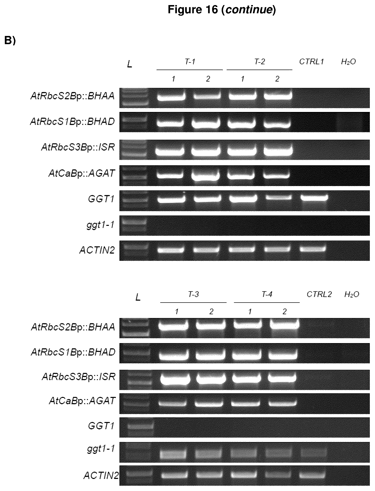 Patent US12378570 Figure 12 – Method for the production of plants with altered photorespiration and improved CO 2 fixation