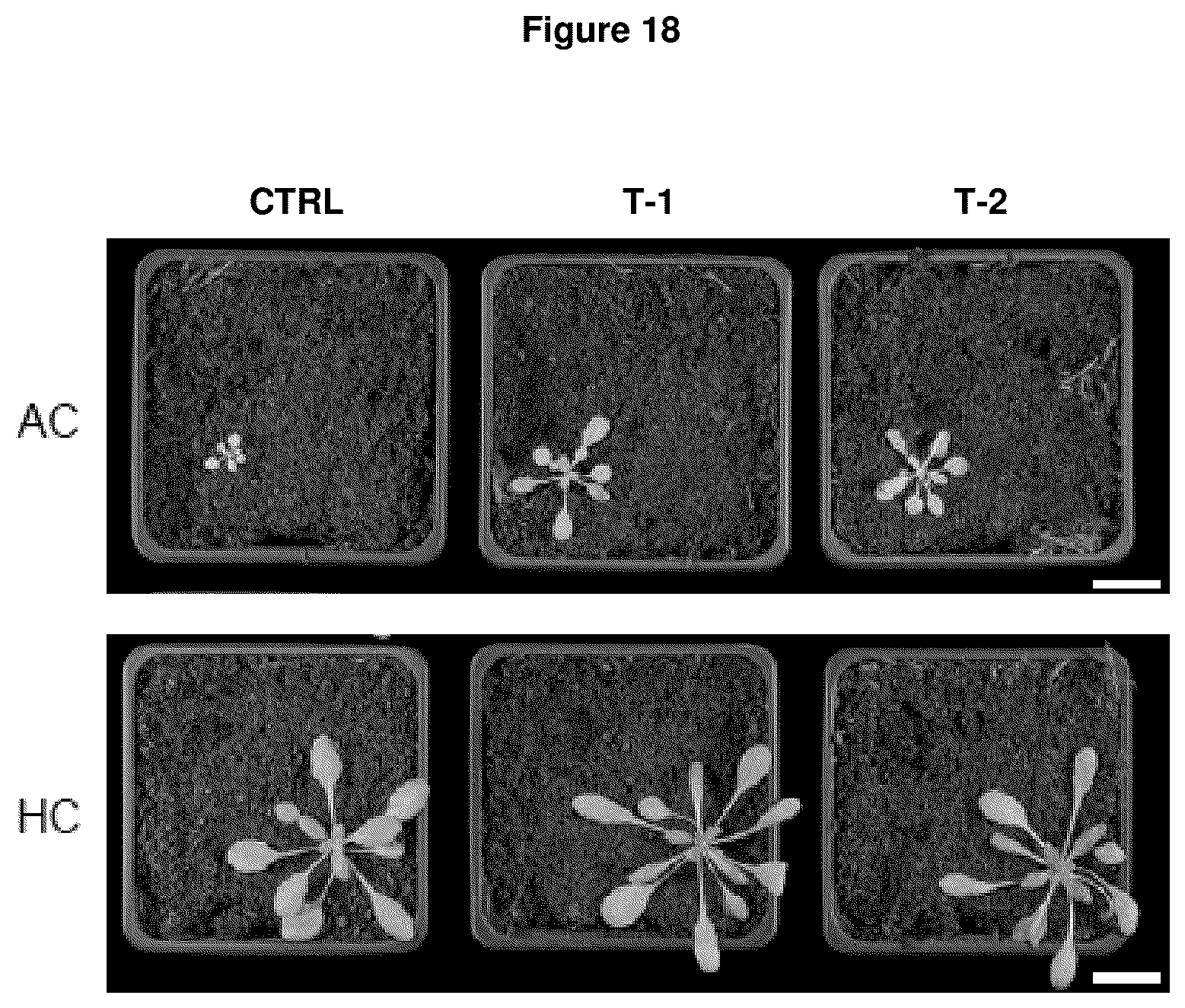 Patent US12378570 Figure 15 – Method for the production of plants with altered photorespiration and improved CO 2 fixation