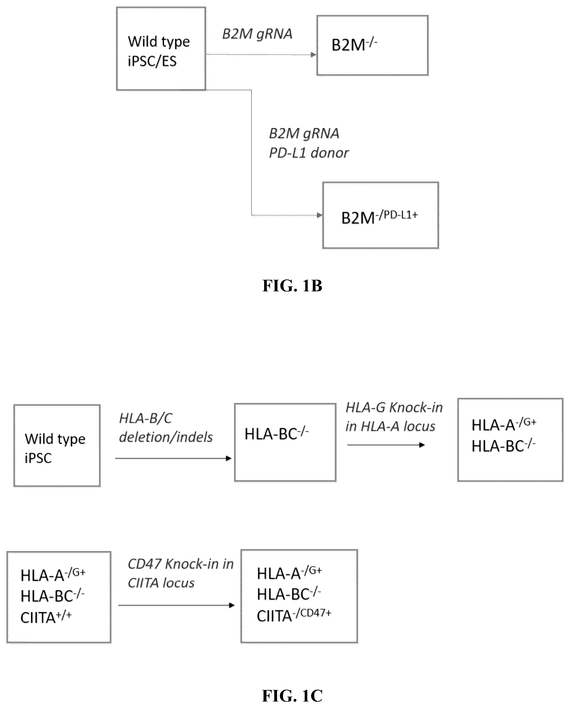 Patent US12378572 Figure 2 – Universal donor cells