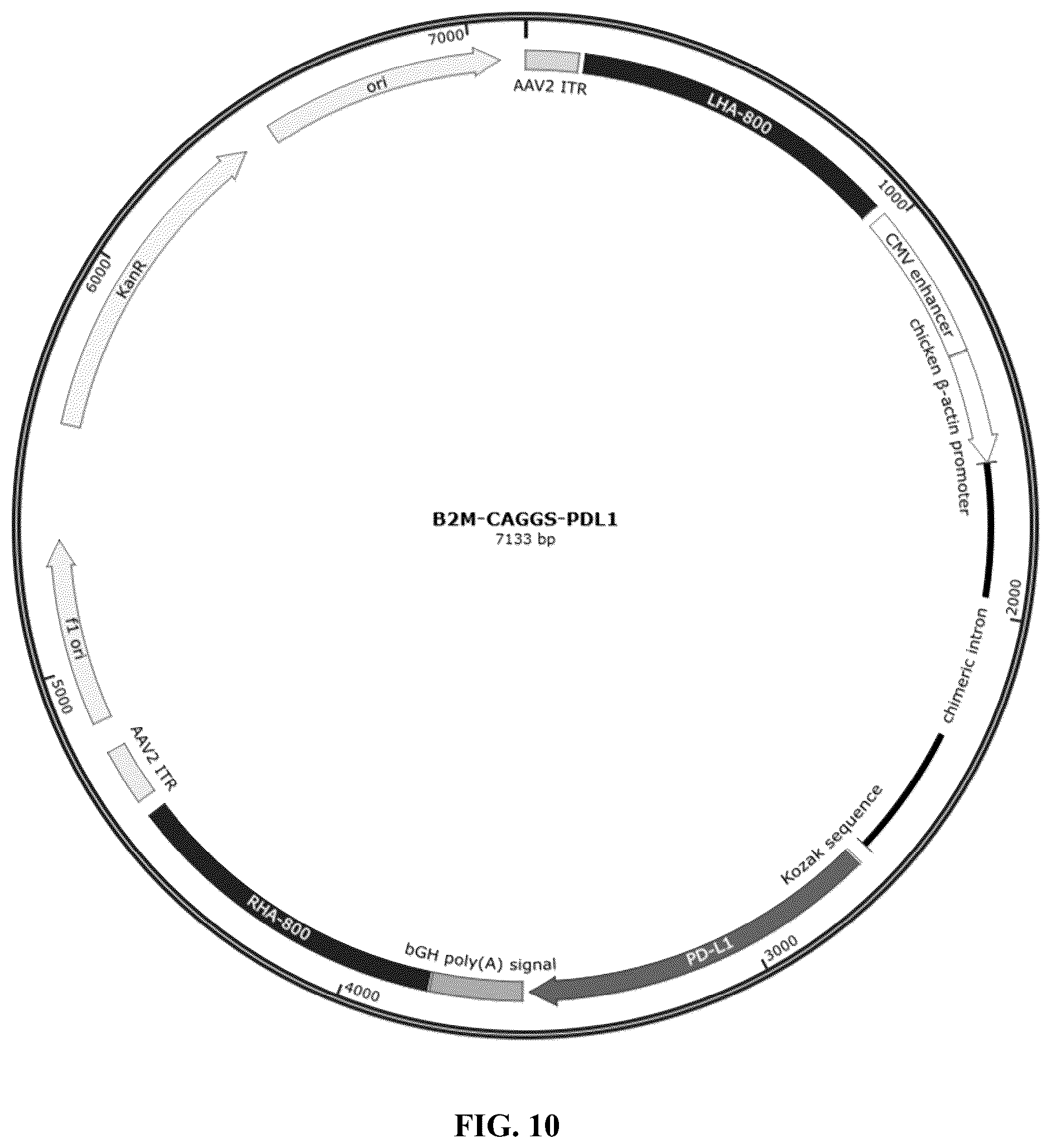Patent US12378572 Figure 14 – Universal donor cells