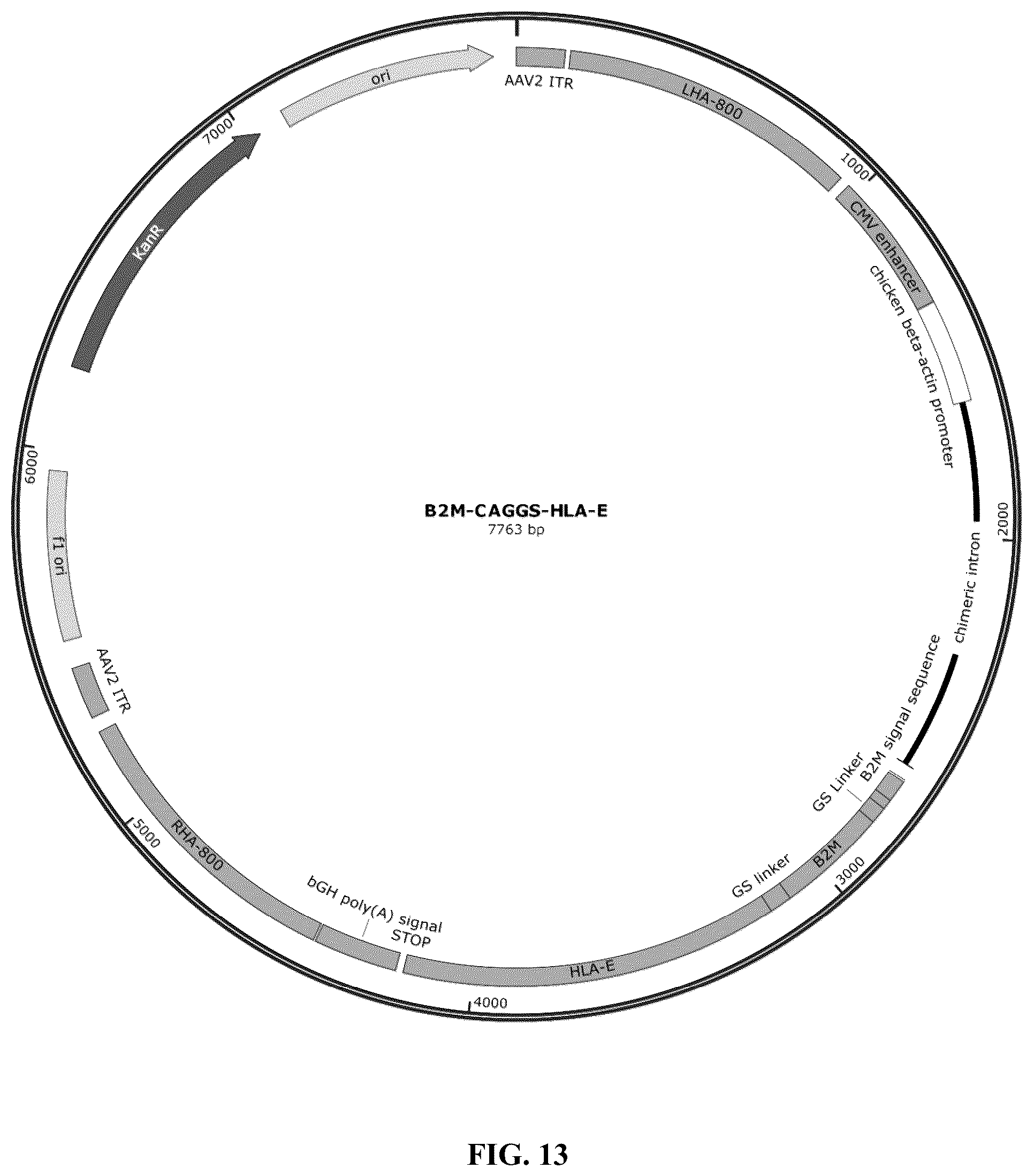 Patent US12378572 Figure 18 – Universal donor cells