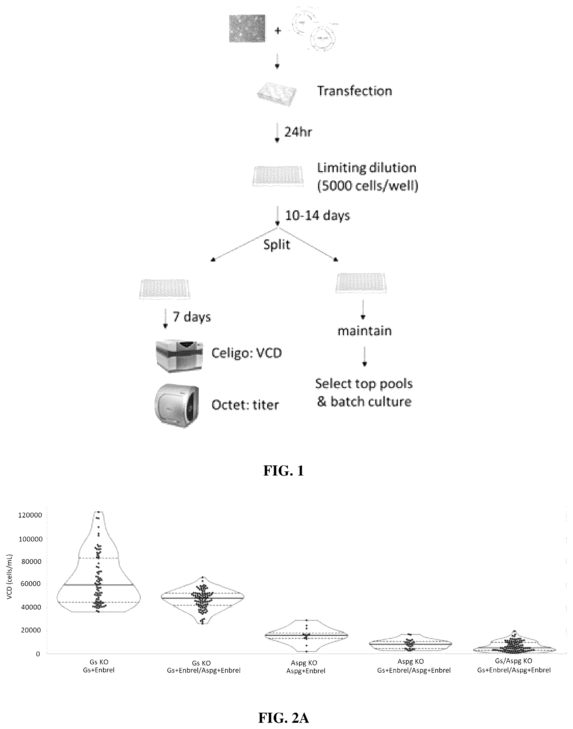 Patent US12378573 — Asparaginase based selection system for heterologous protein expression in mammalian cells — Figure 1